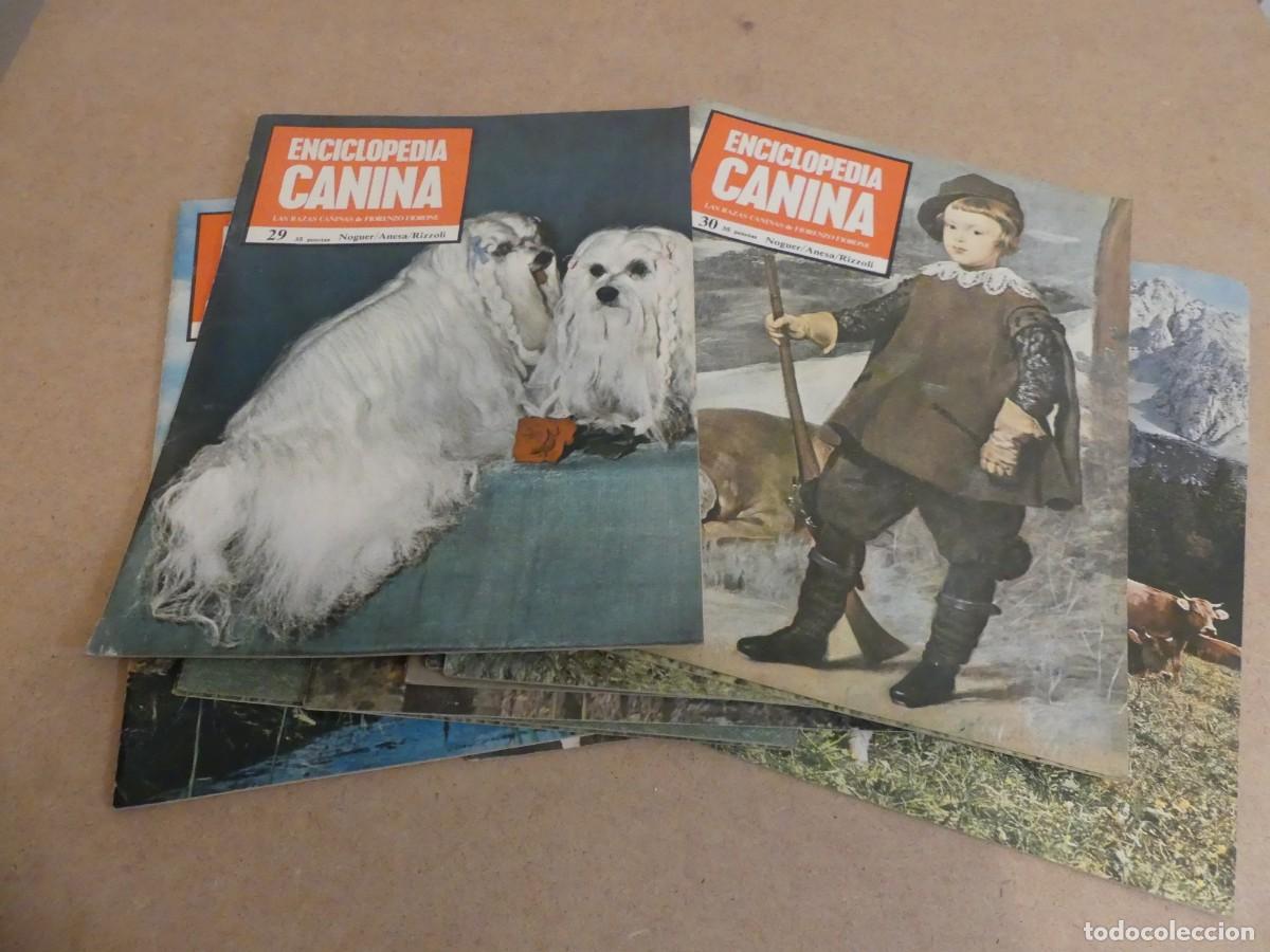 Enciclopedias de segunda mano: ENCICLOPEDIA CANINA - Foto 6