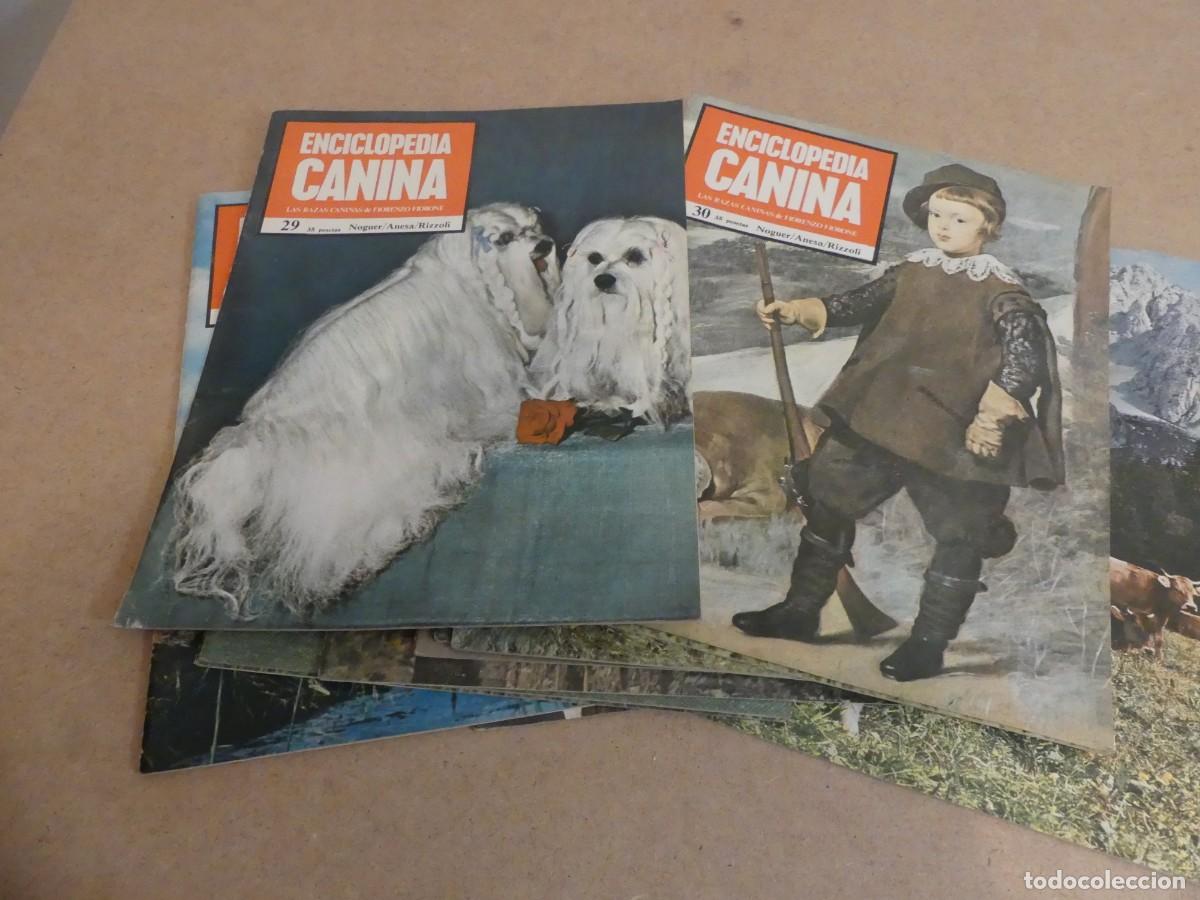 Enciclopedias de segunda mano: ENCICLOPEDIA CANINA - Foto 7
