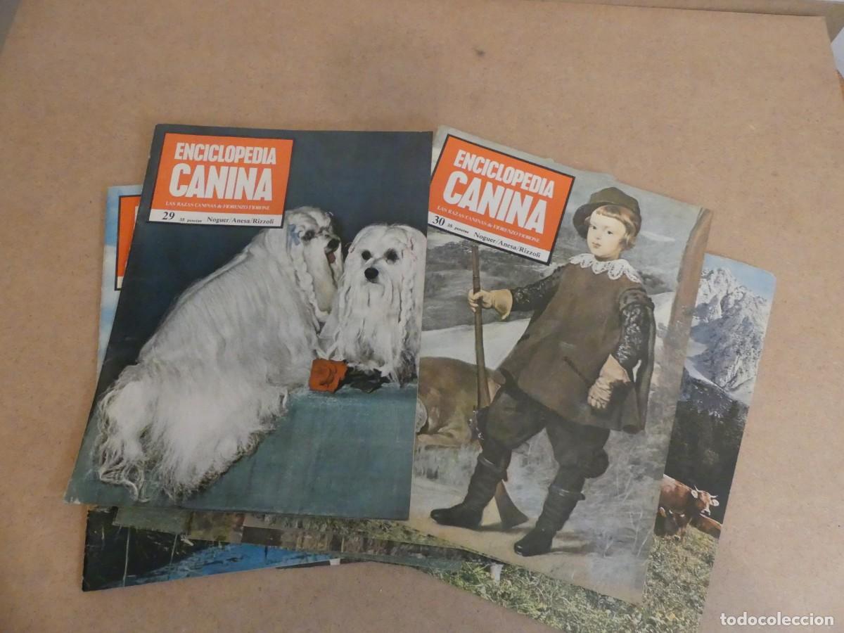 Enciclopedias de segunda mano: ENCICLOPEDIA CANINA - Foto 9