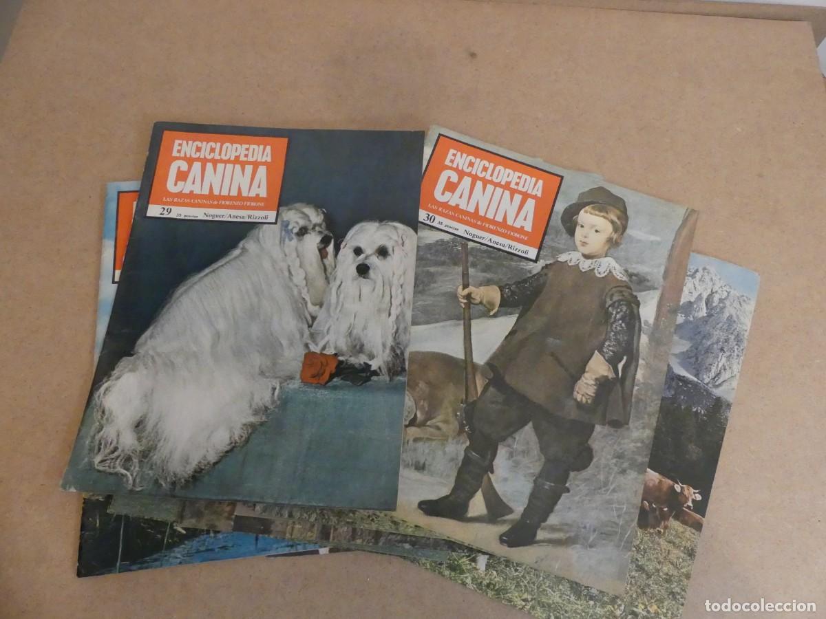 Enciclopedias de segunda mano: ENCICLOPEDIA CANINA - Foto 10
