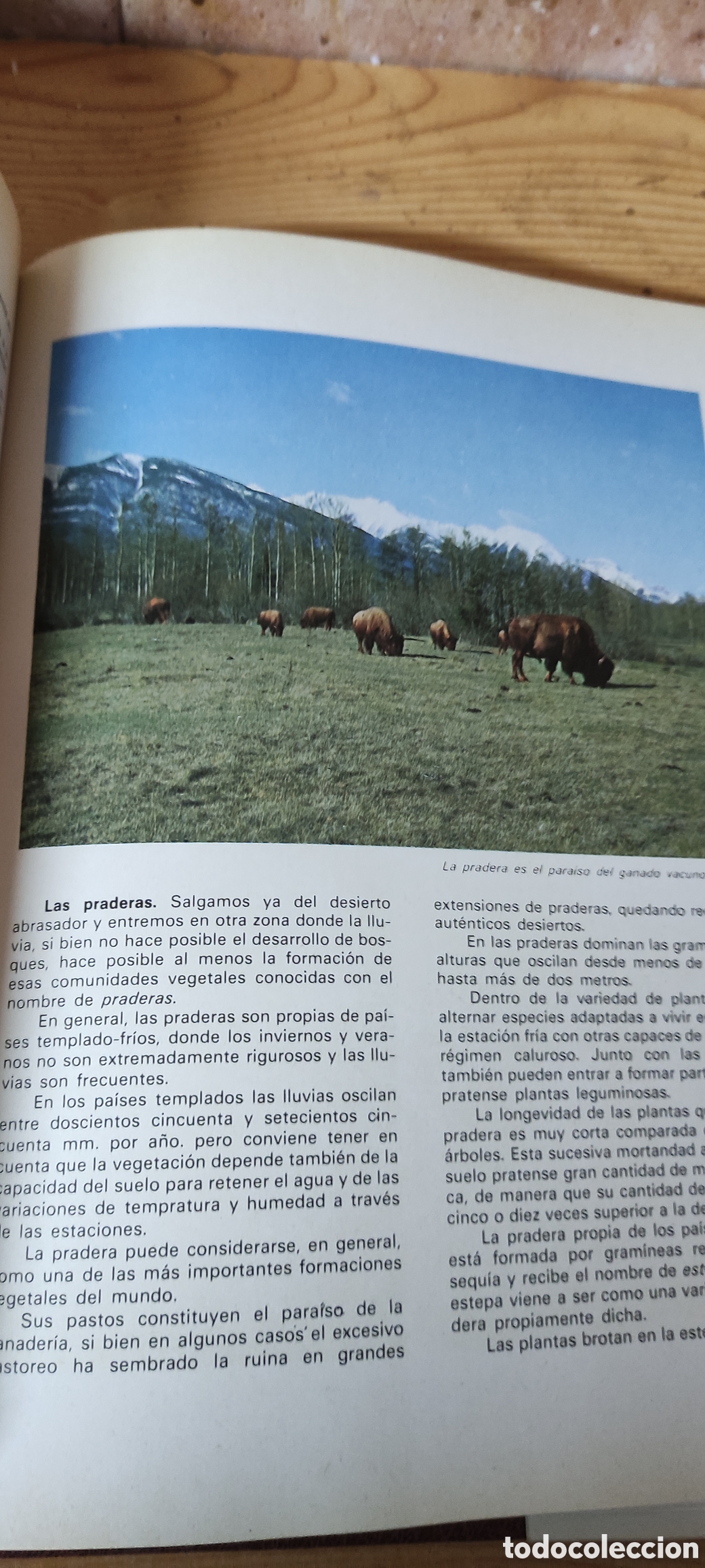 Enciclopedias de segunda mano: ANIMALES Y PLANTAS - Foto 6