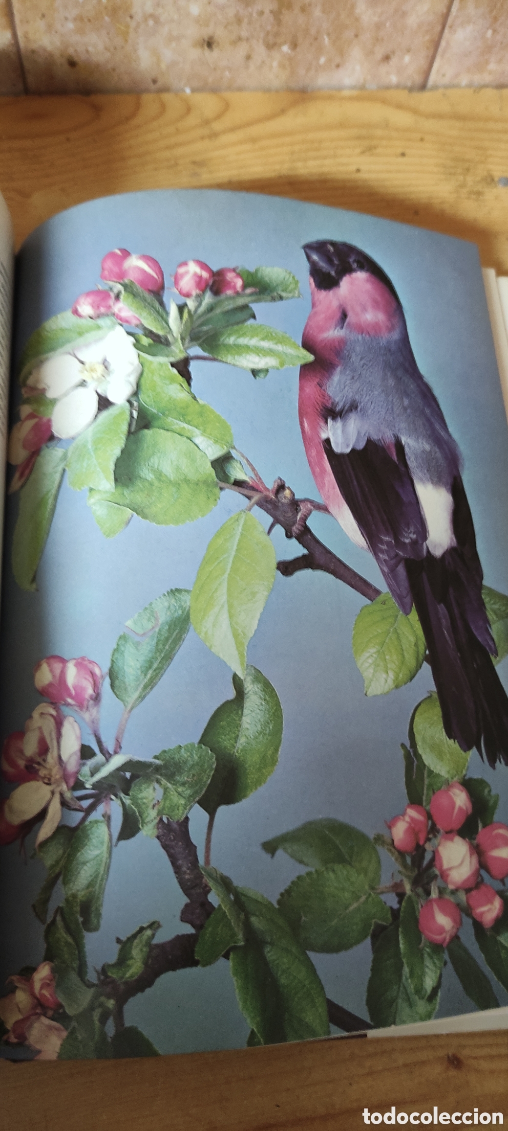 Enciclopedias de segunda mano: ANIMALES Y PLANTAS - Foto 10