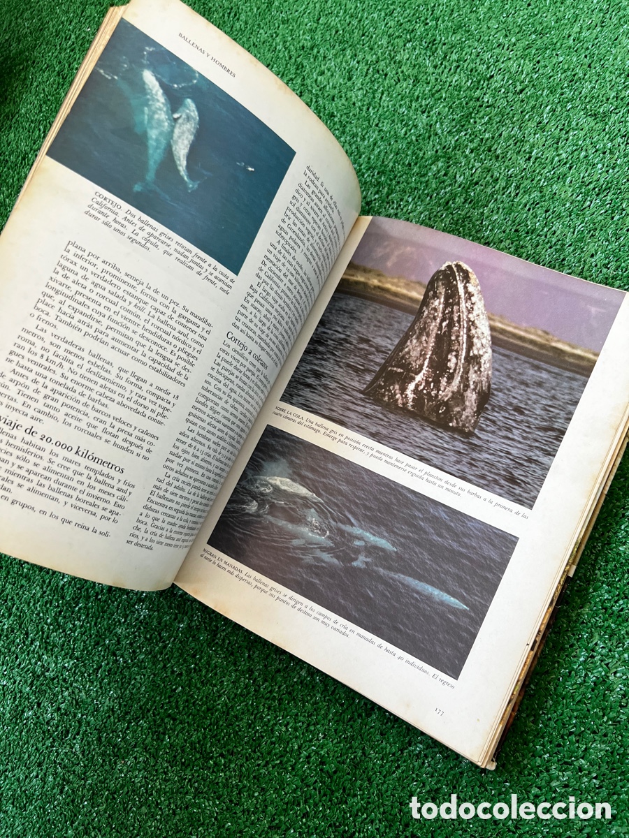 Enciclopedias de segunda mano: Libro secretos del mar - Foto 13
