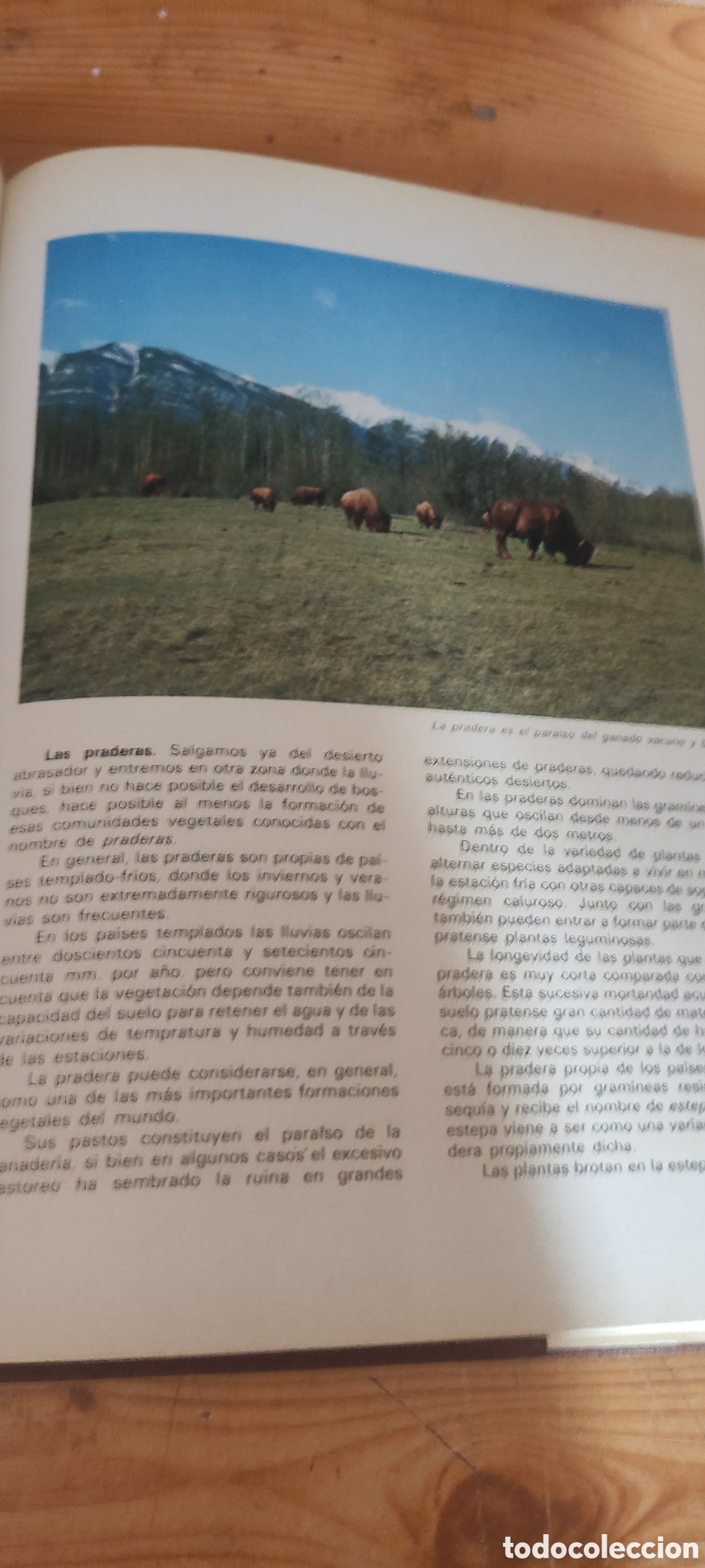 Enciclopedias de segunda mano: ANIMALES Y PLANTAS - Foto 3