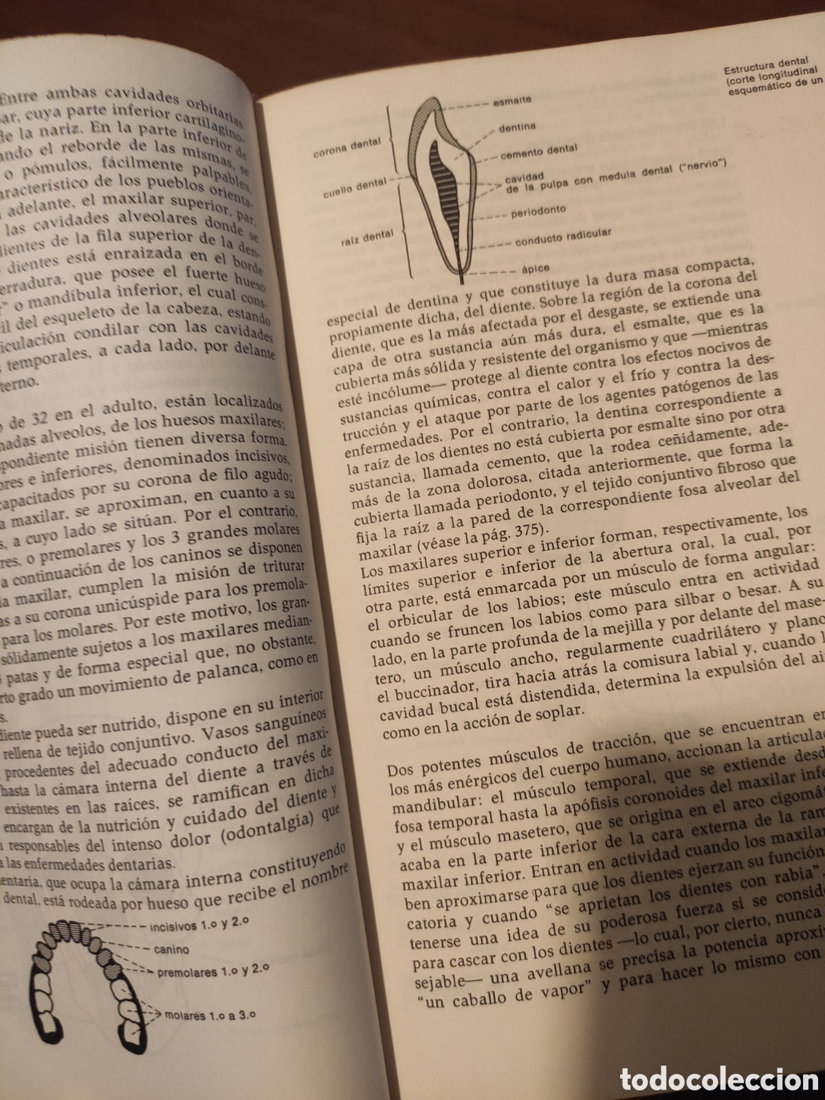 Enciclopedias de segunda mano: Gran enciclopedia de la Salud. - Foto 4