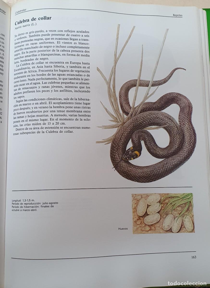 Enciclopedias de segunda mano: El gran libro de los animales - Foto 4
