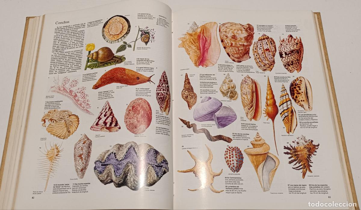 Enciclopedias de segunda mano: ENCICLOPEDIA VISUAL N&ordm;3 - Foto 4