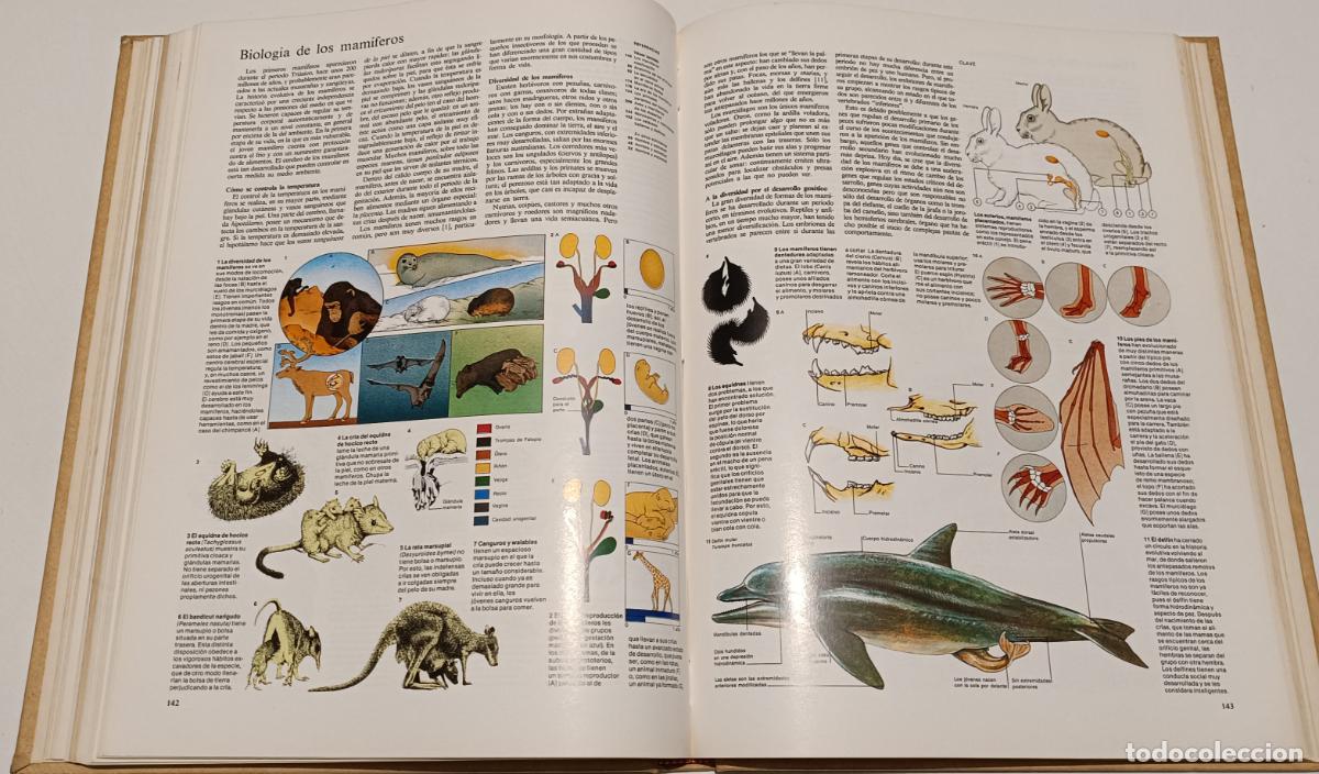 Enciclopedias de segunda mano: ENCICLOPEDIA VISUAL N&ordm;3 - Foto 7
