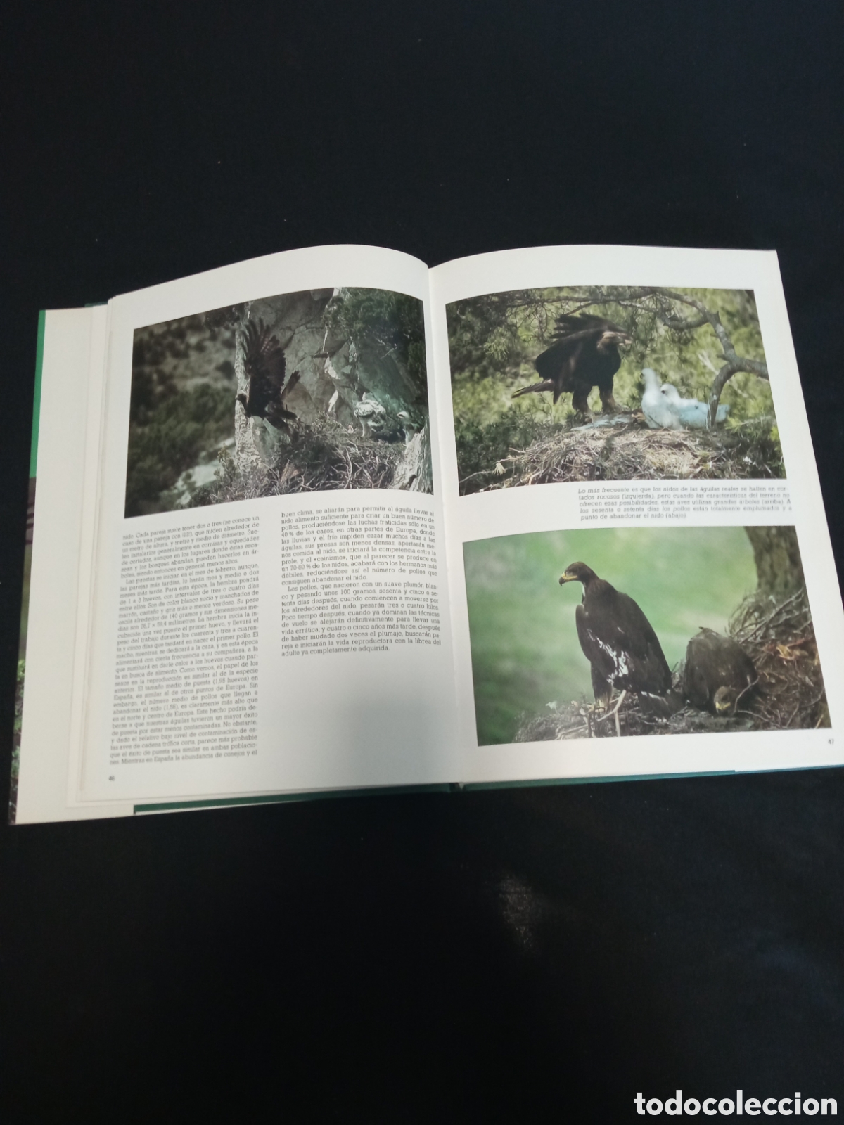Enciclopedias de segunda mano: LAS RAPACES IBERICAS - Foto 2