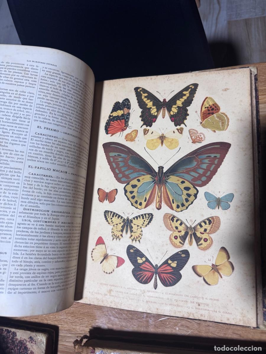 Enciclopedias de segunda mano: Historia Natural A. E. Brehm 1881 &ndash; 7 tomos ilustrados completos grabados color