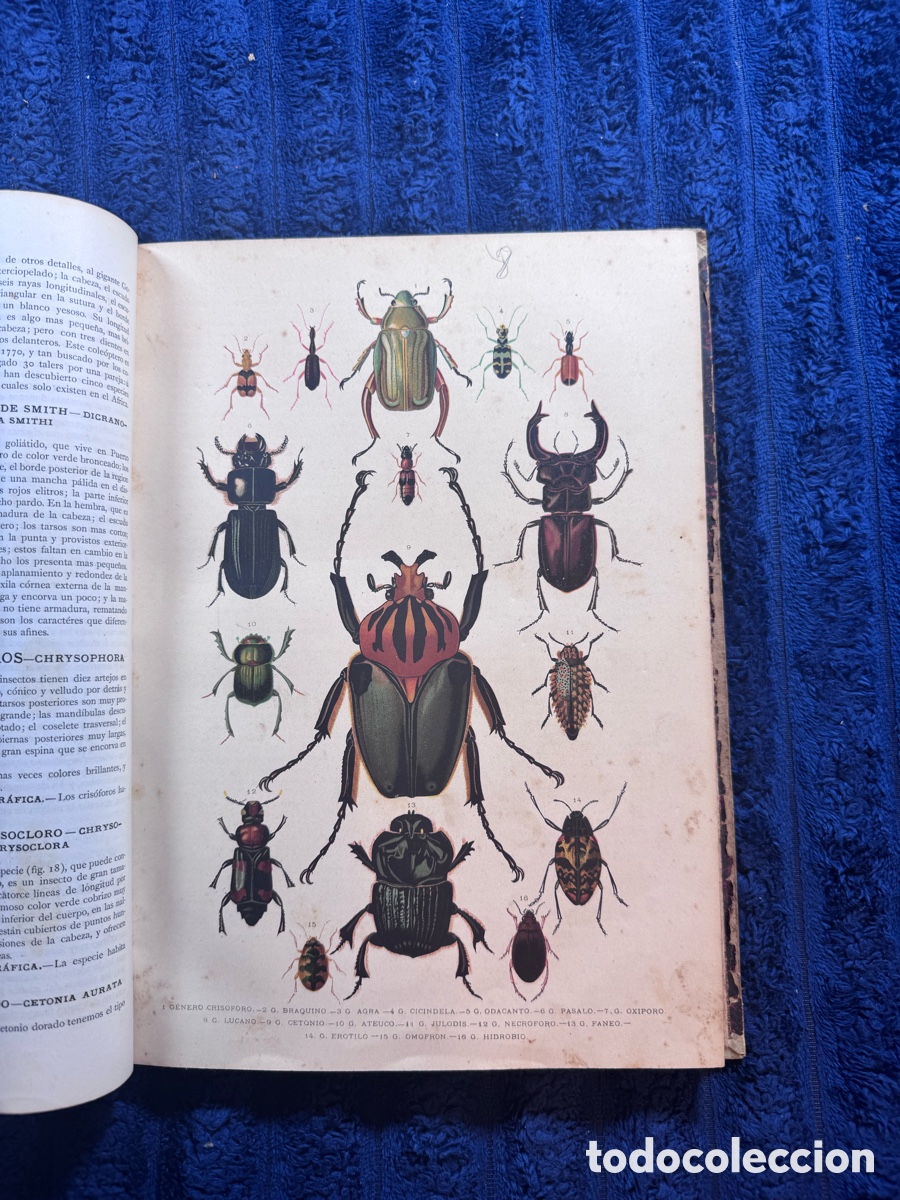 Enzyklop&auml;dien aus zweiter Hand: Historia Natural A. E. Brehm 1881 &ndash; 7 tomos ilustrados completos grabados color