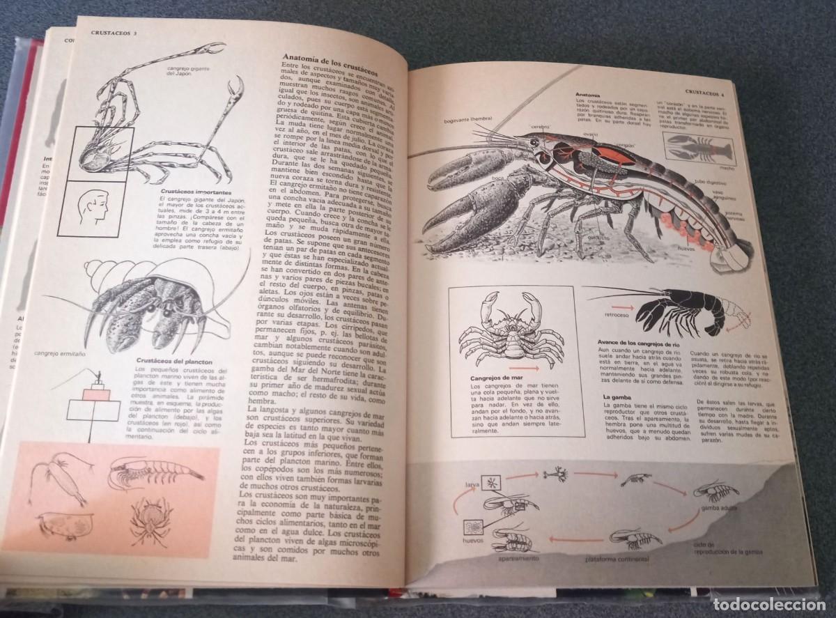 Enciclopedias de segunda mano: Enciclopedia Tematica Combi - Foto 13
