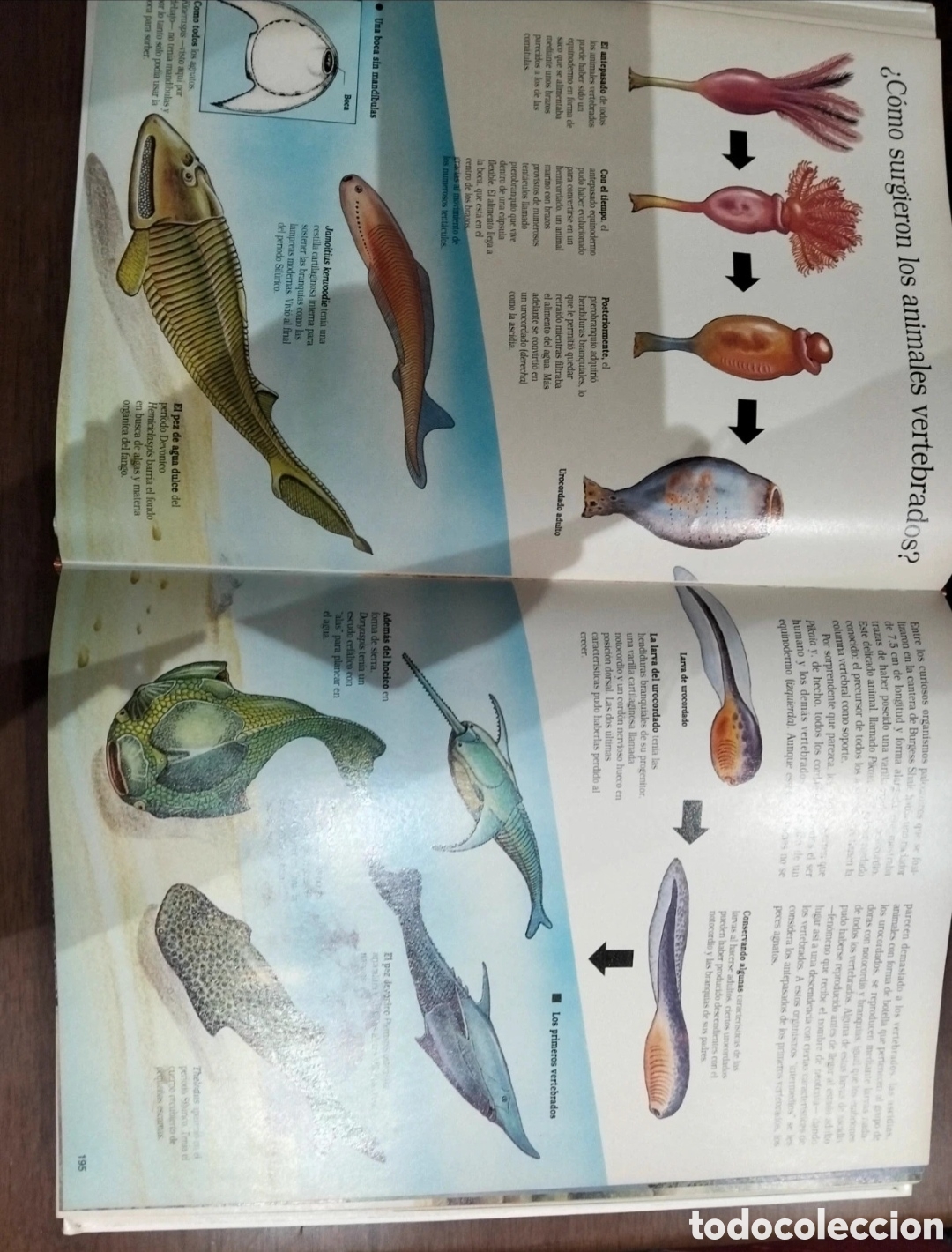 Enciclopedias de segunda mano: Enciclopedia ilustrada - Foto 3