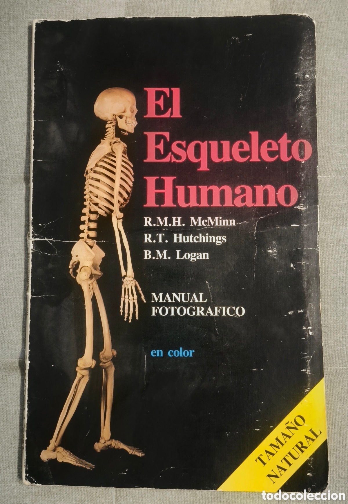 Enciclopedias de segunda mano: El esqueleto humano 1987 a tama&ntilde;o natural