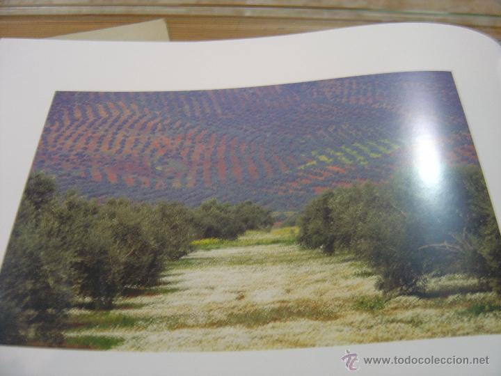 Libros de segunda mano: TIERRA DE OLIVOS - Foto 3