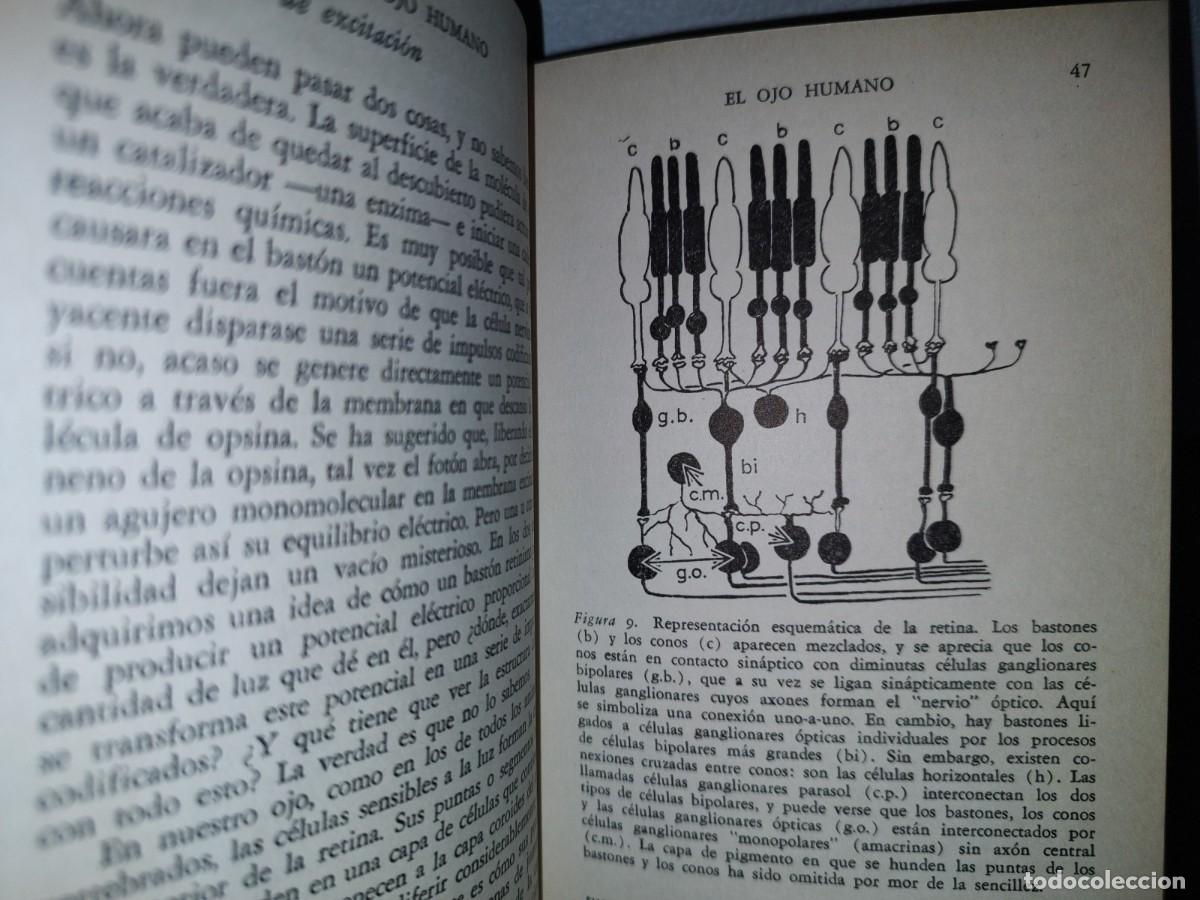 Libros de segunda mano: 87- LOS SENTIDOS - OTTO E. LOWENSTEIN - BREVIARIOS - 1969 - Foto 7