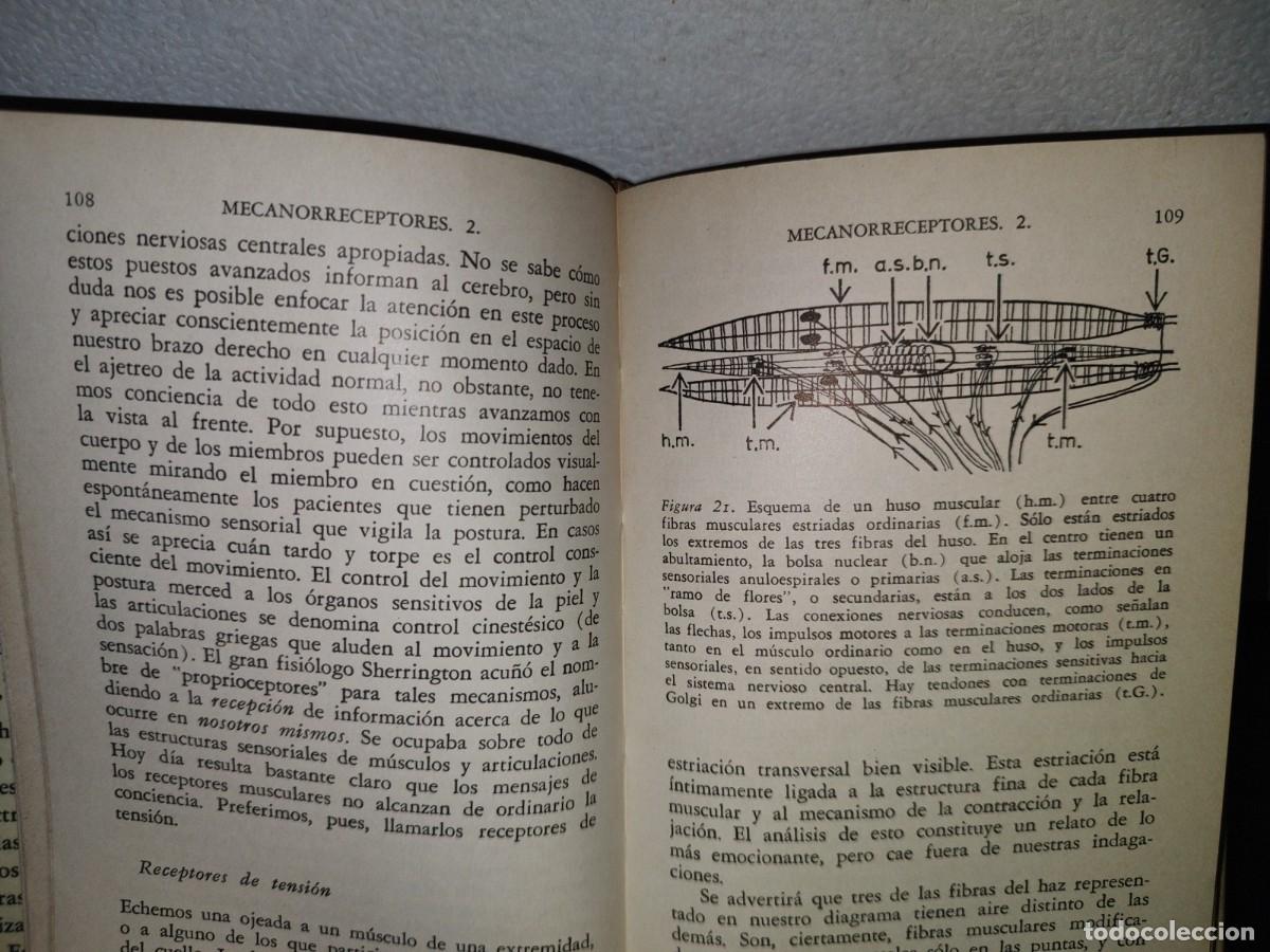Libros de segunda mano: 87- LOS SENTIDOS - OTTO E. LOWENSTEIN - BREVIARIOS - 1969 - Foto 8