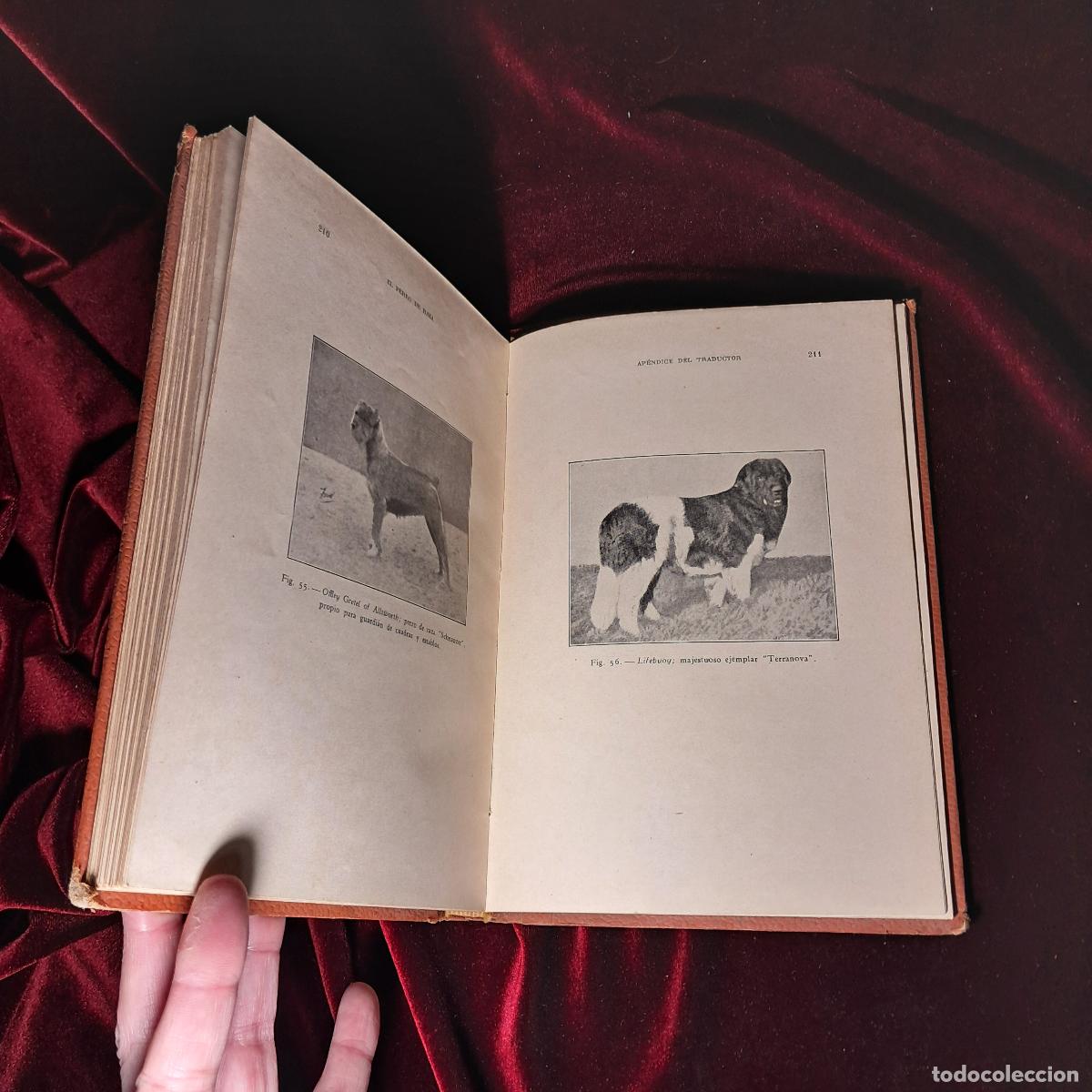 Libros de segunda mano: EL PERRO DE RAZA. Dr. R. Bommier. 1944 - Foto 2