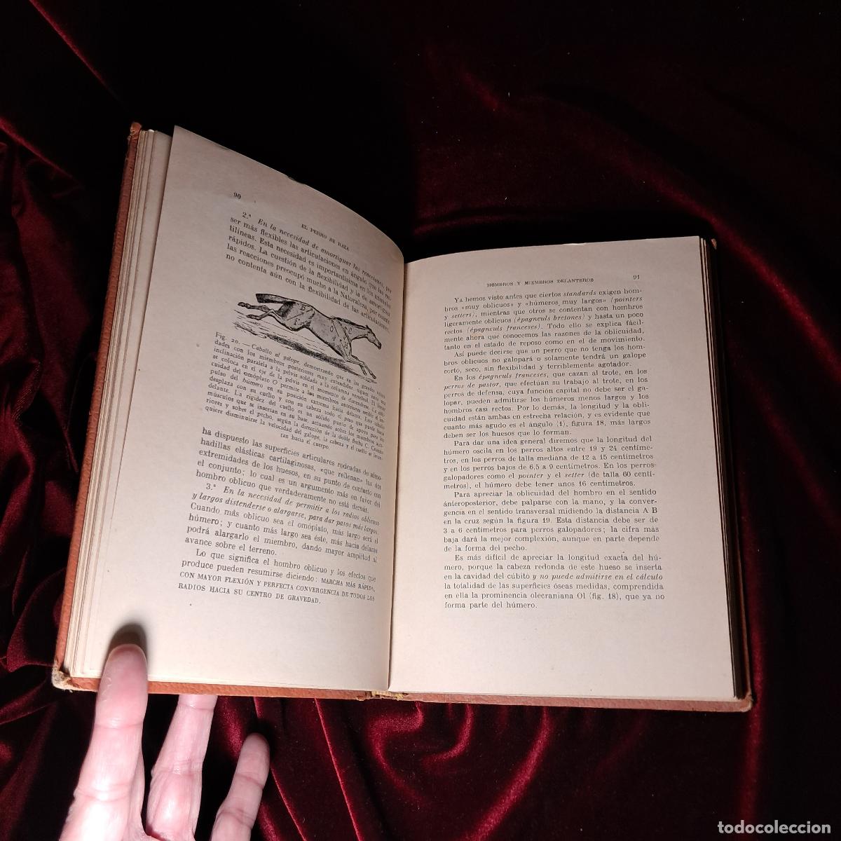 Libros de segunda mano: EL PERRO DE RAZA. Dr. R. Bommier. 1944 - Foto 4