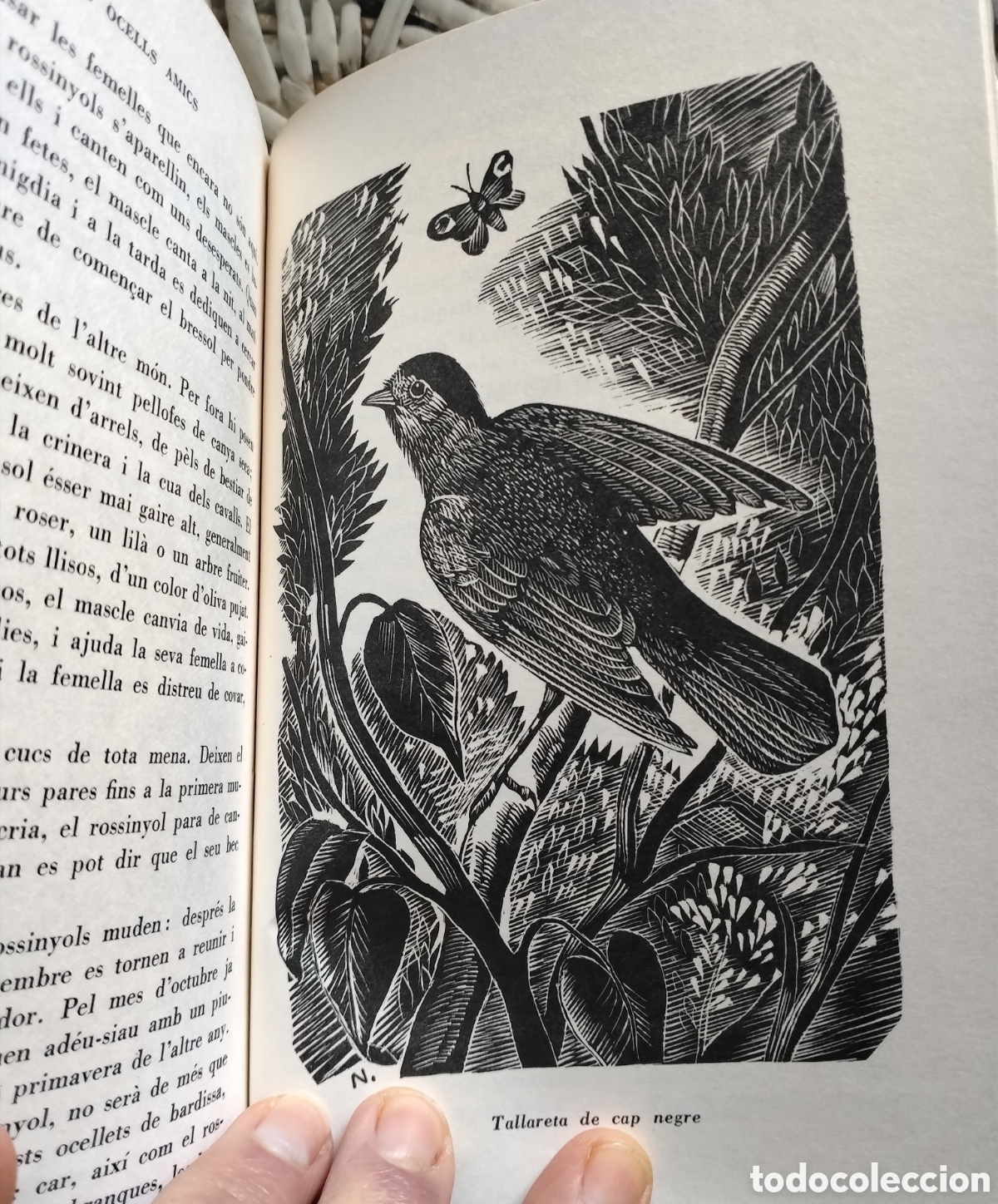 Libros de segunda mano: Els Ocells Amics, J.M. de Sagarra - Foto 5