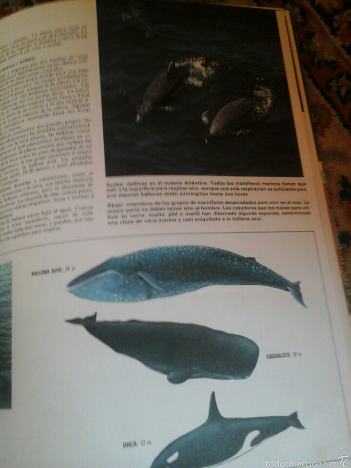 Libros de segunda mano: Los oceanos - Foto 2