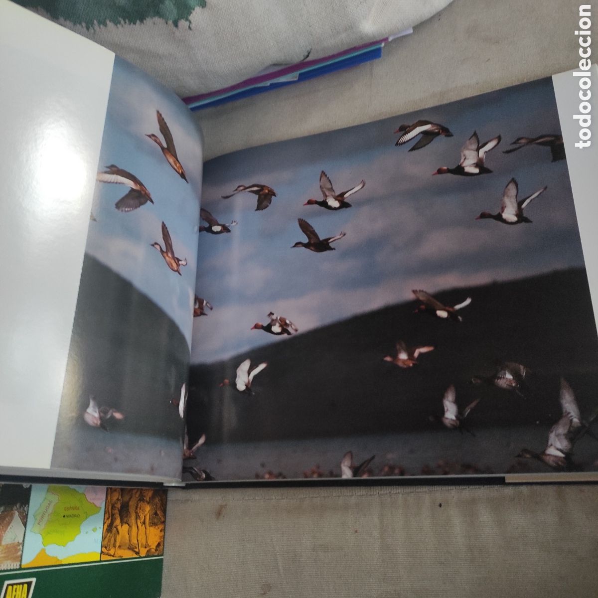 Libros de segunda mano: Las Tablas de Daimiel - Luis Blas Aritio - Foto 3