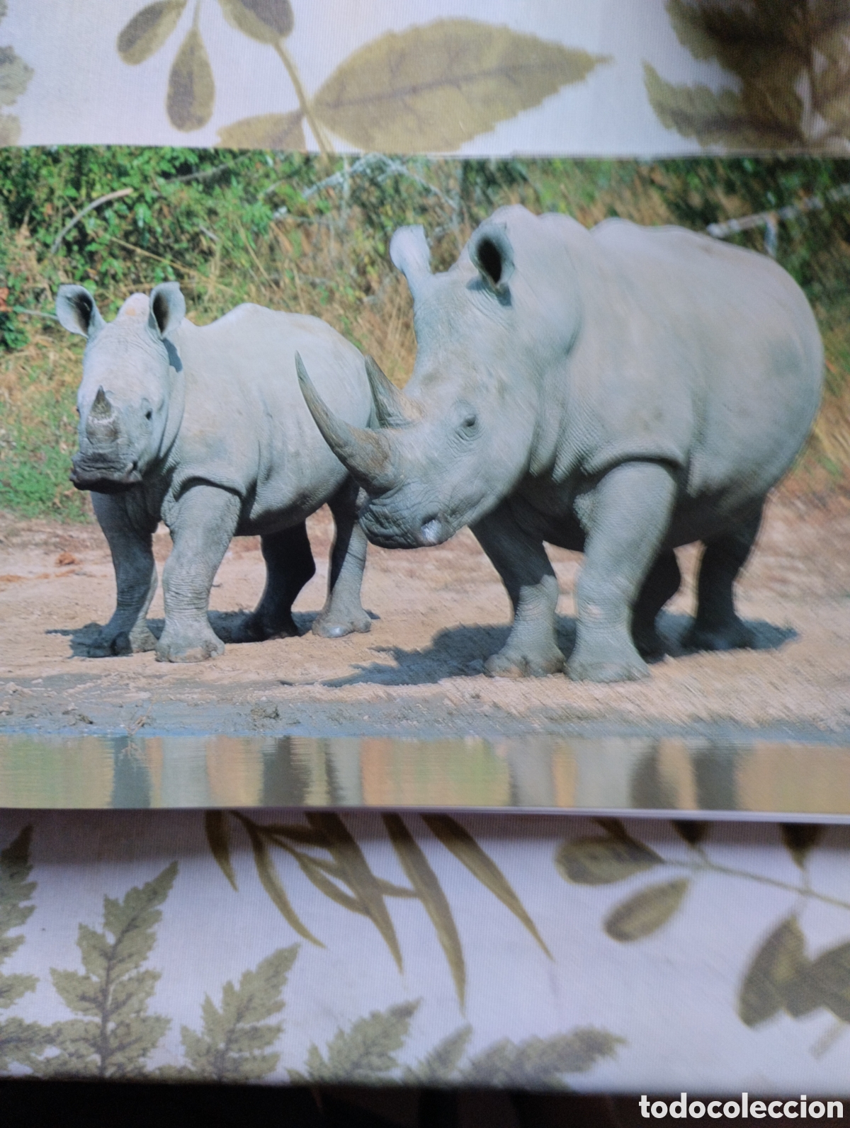 Libros de segunda mano: KRUGER, A VISUAL SOUVENIR. - Foto 5