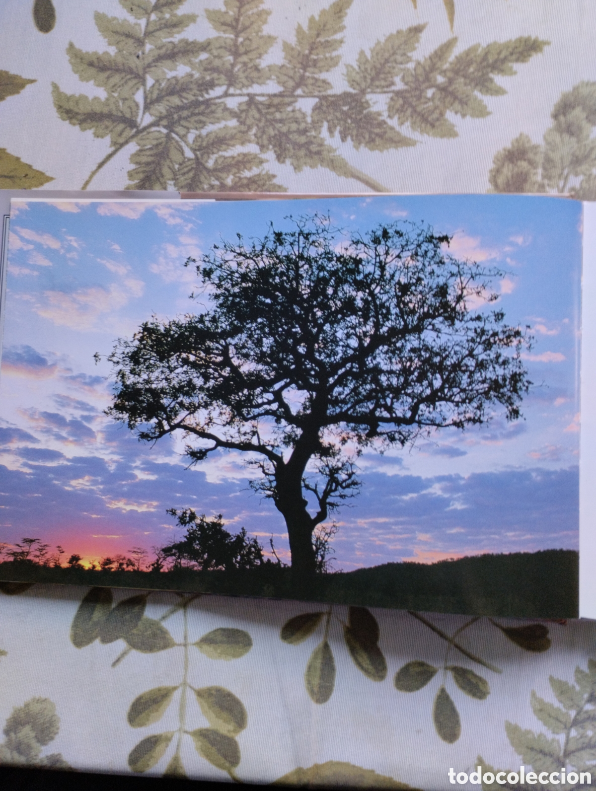 Libros de segunda mano: KRUGER, A VISUAL SOUVENIR. - Foto 6