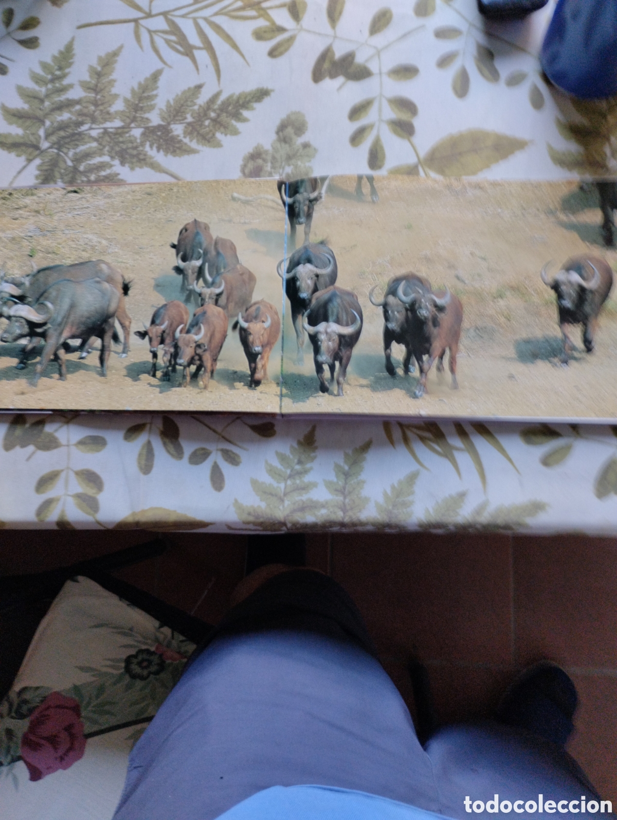 Libros de segunda mano: KRUGER, A VISUAL SOUVENIR. - Foto 7