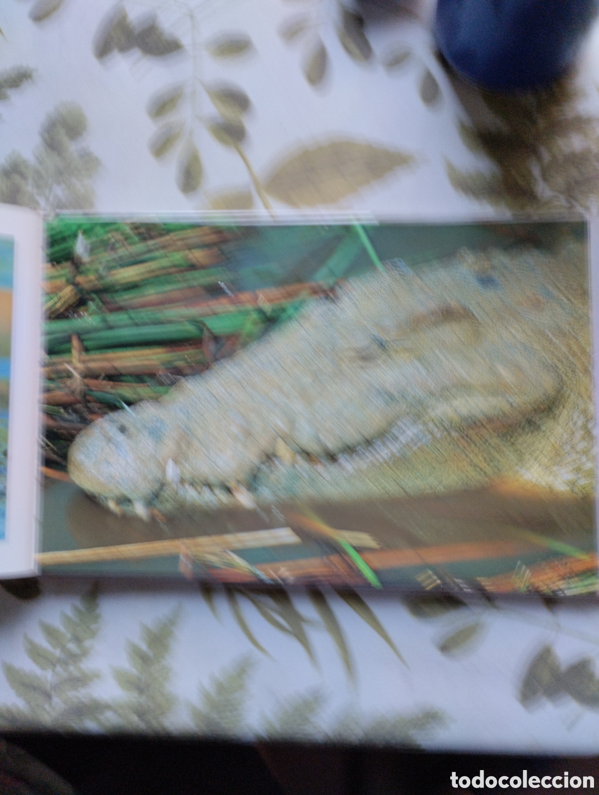 Libros de segunda mano: KRUGER, A VISUAL SOUVENIR. - Foto 11