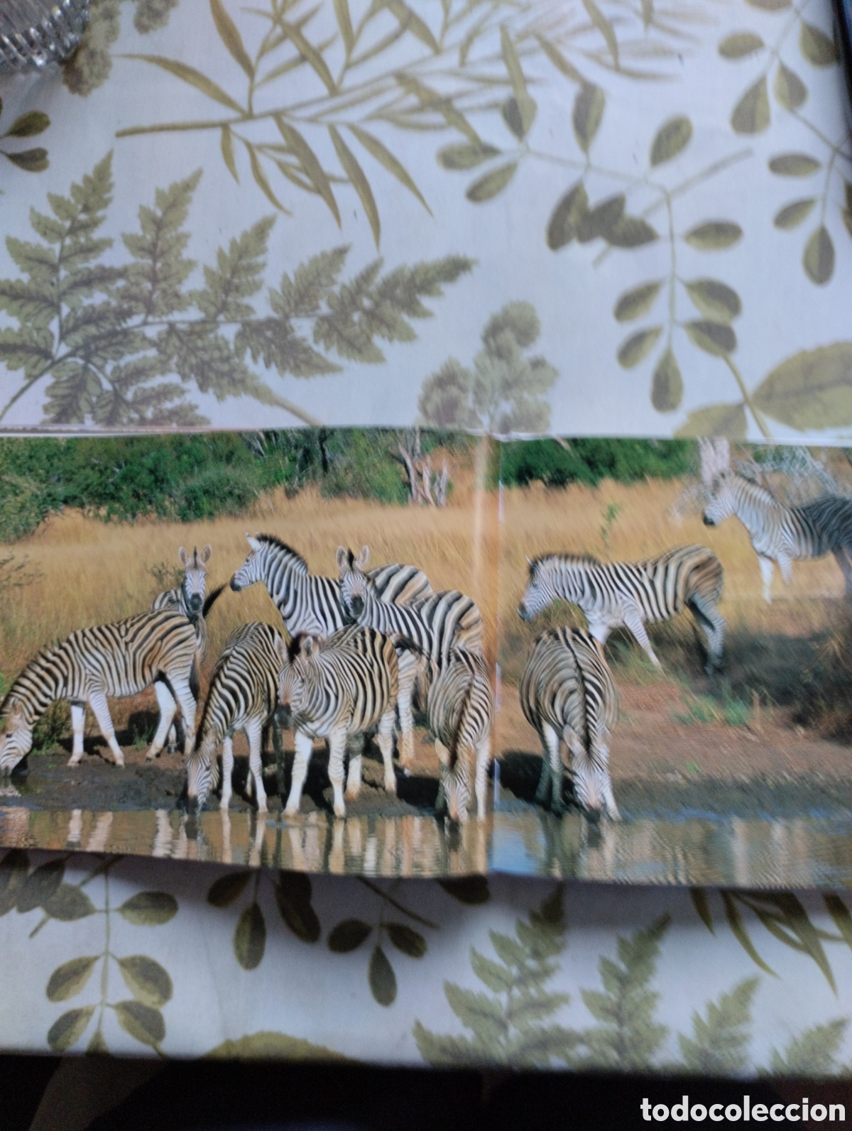 Libros de segunda mano: KRUGER, A VISUAL SOUVENIR. - Foto 13