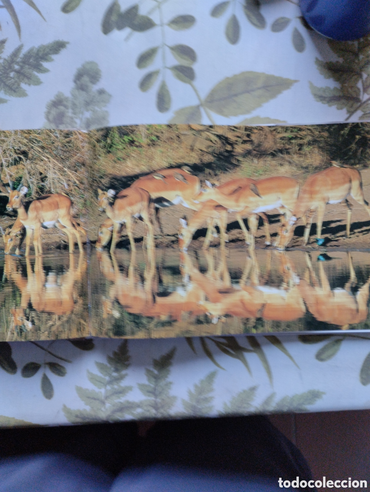 Libros de segunda mano: KRUGER, A VISUAL SOUVENIR. - Foto 14