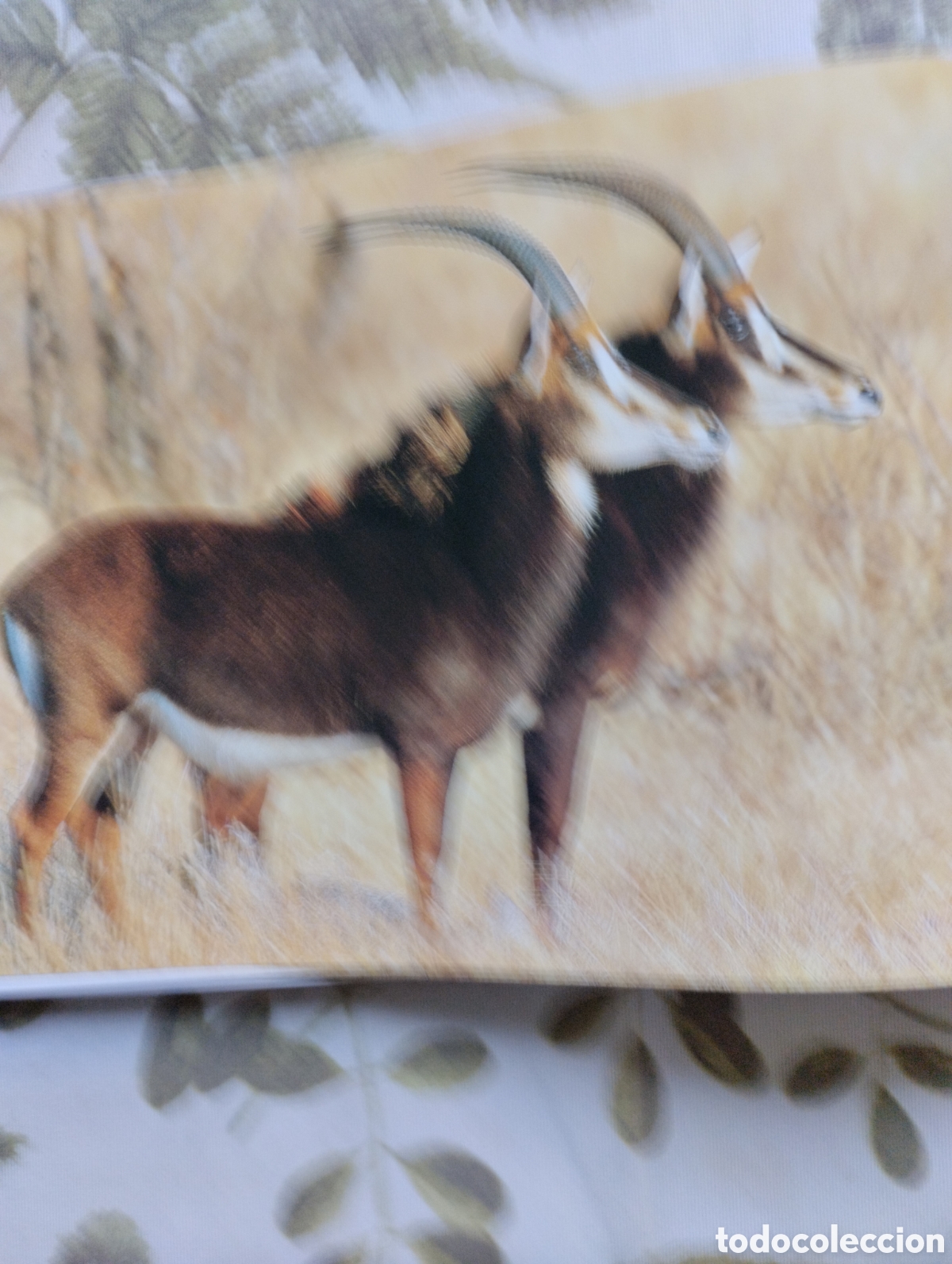 Libros de segunda mano: KRUGER, A VISUAL SOUVENIR. - Foto 15