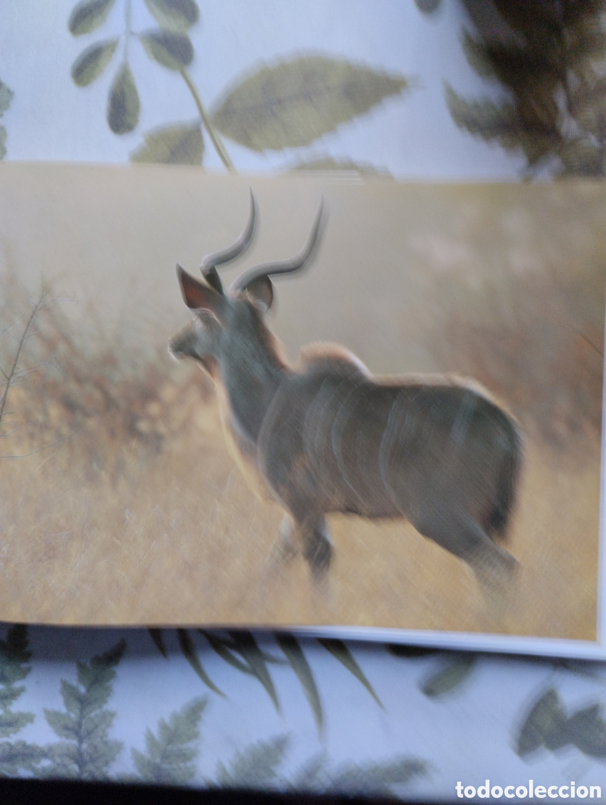 Libros de segunda mano: KRUGER, A VISUAL SOUVENIR. - Foto 16