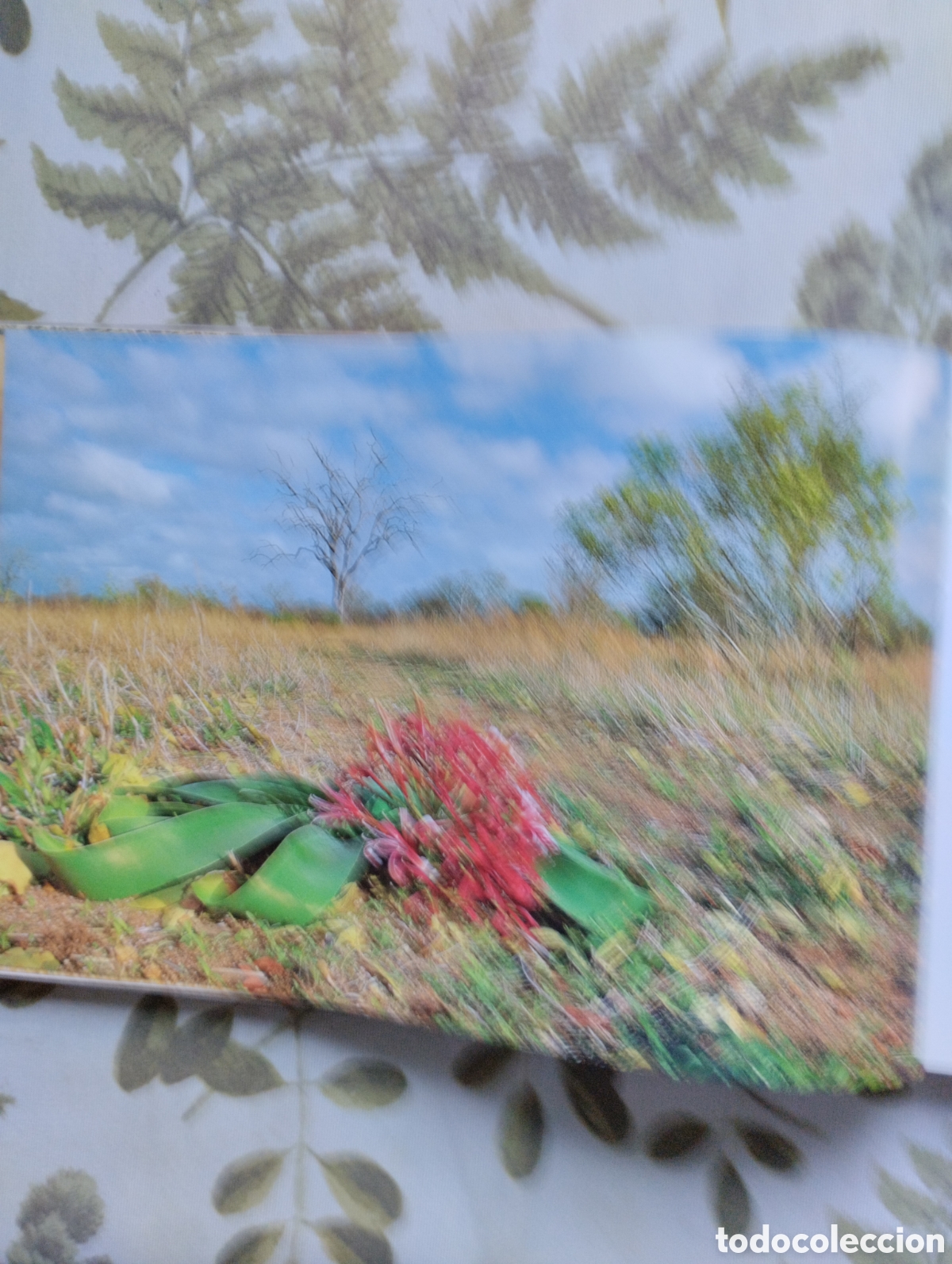 Libros de segunda mano: KRUGER, A VISUAL SOUVENIR. - Foto 17