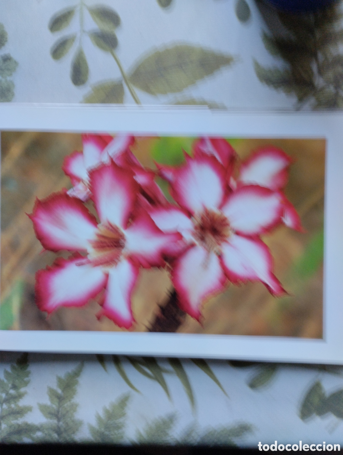 Libros de segunda mano: KRUGER, A VISUAL SOUVENIR. - Foto 18