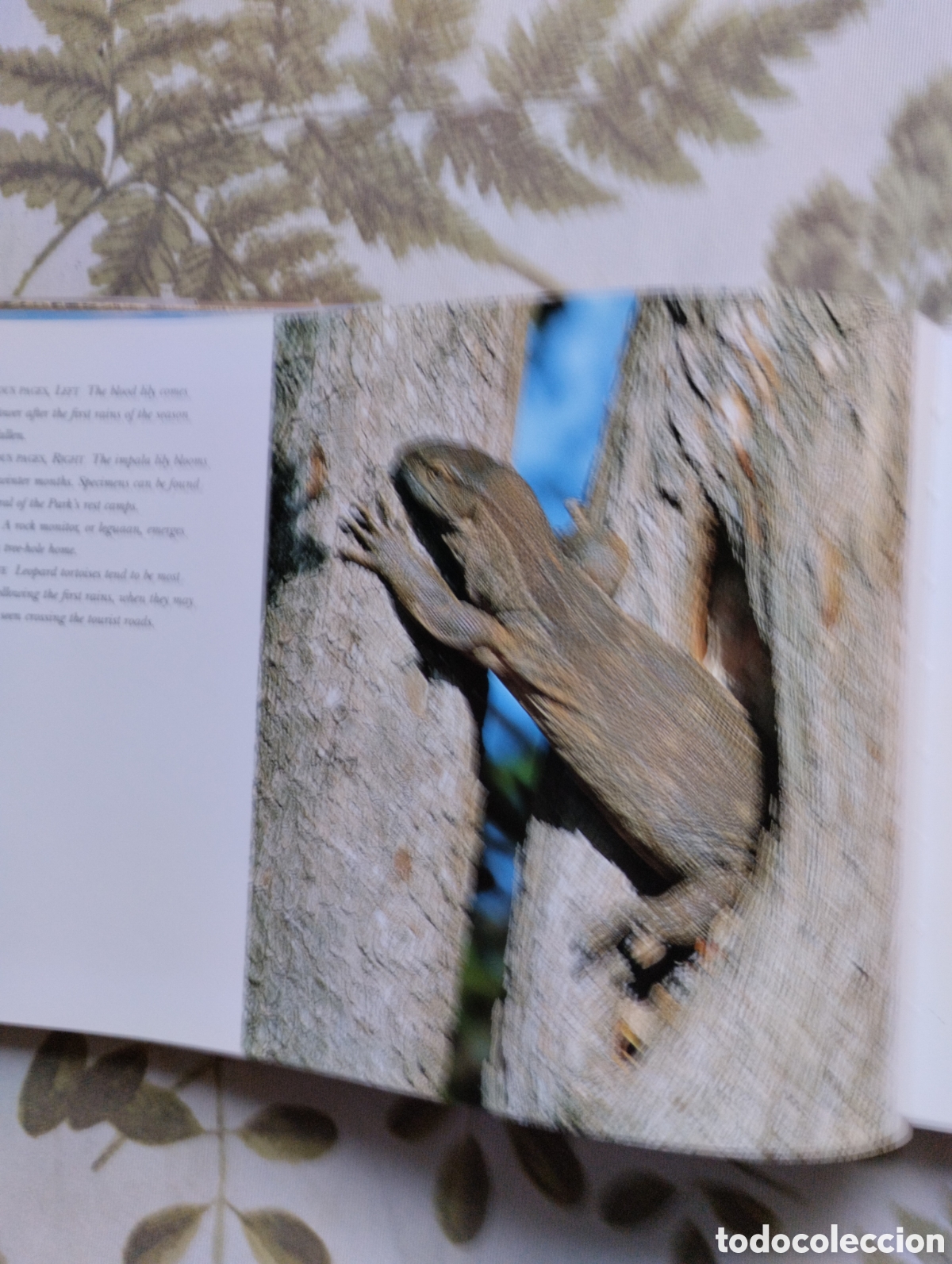Libros de segunda mano: KRUGER, A VISUAL SOUVENIR. - Foto 19