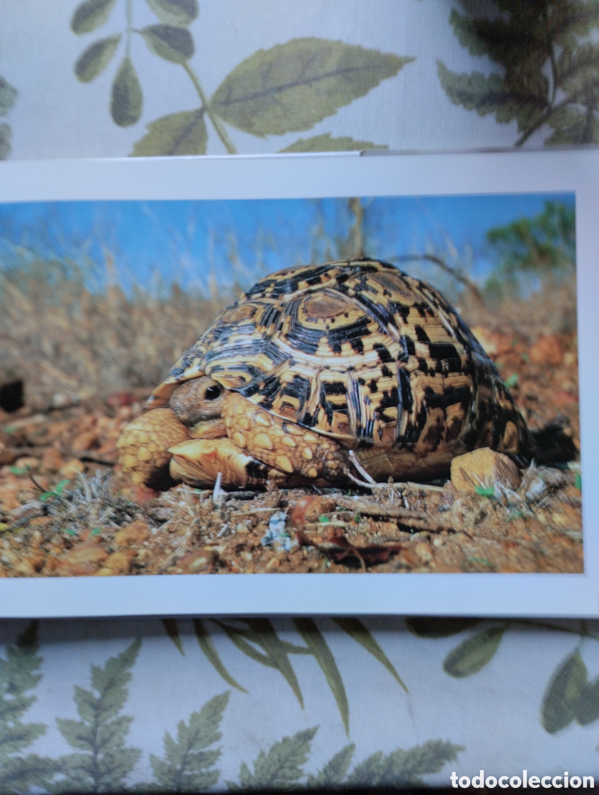 Libros de segunda mano: KRUGER, A VISUAL SOUVENIR. - Foto 20