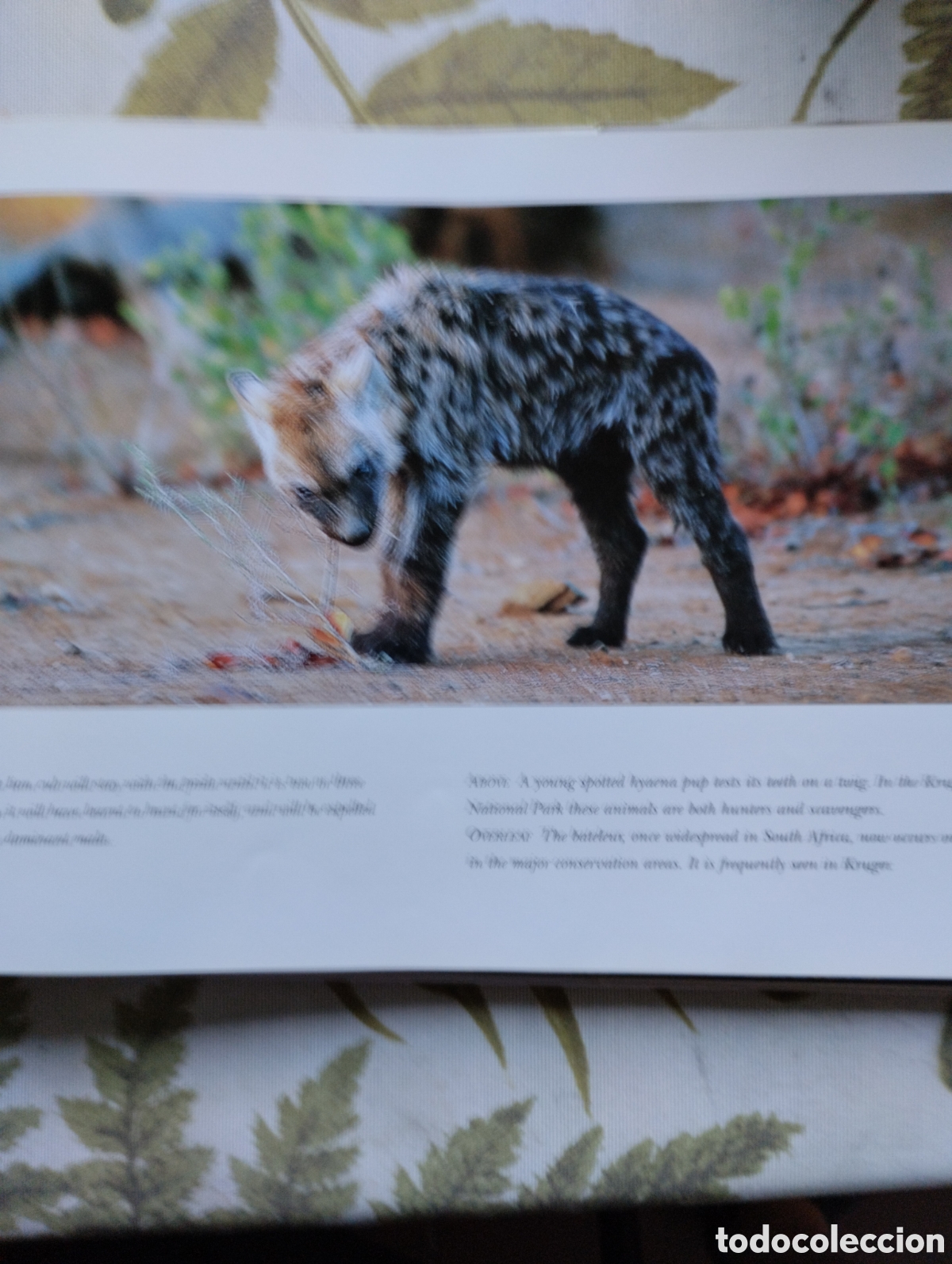 Libros de segunda mano: KRUGER, A VISUAL SOUVENIR. - Foto 22