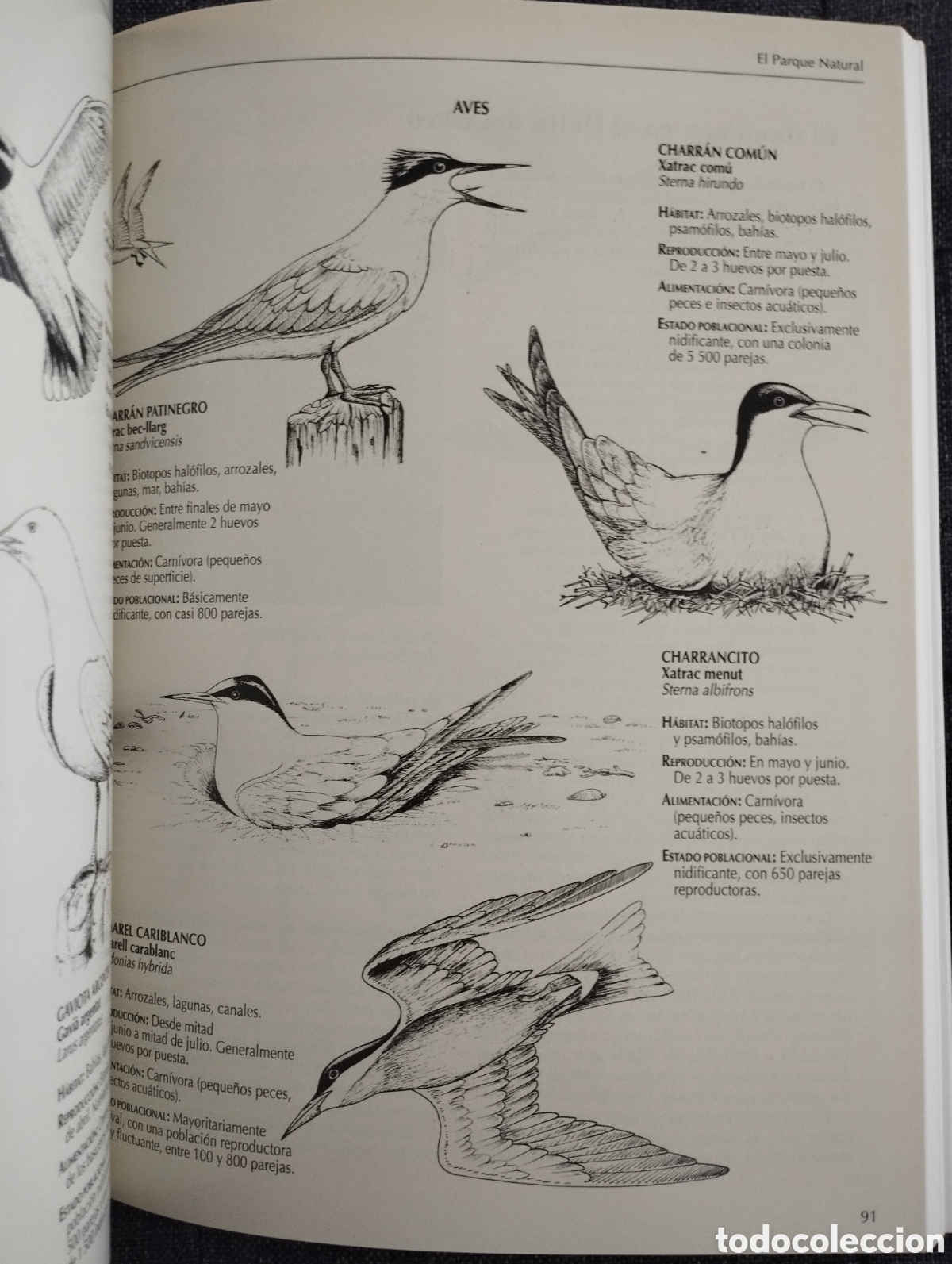 Libros de segunda mano: EL DELTA DEL EBRO Y SU PARQUE NATURAL (SENDAI EDICIONES) - Foto 8