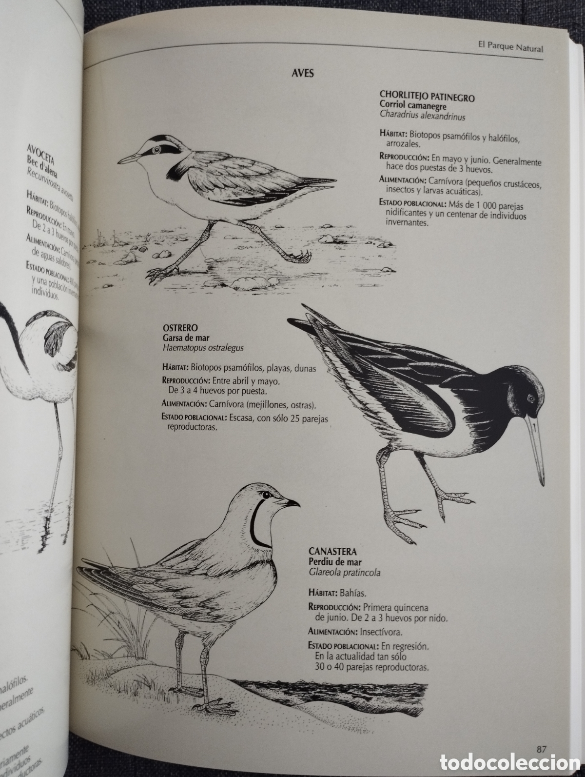Libros de segunda mano: EL DELTA DEL EBRO Y SU PARQUE NATURAL (SENDAI EDICIONES) - Foto 10