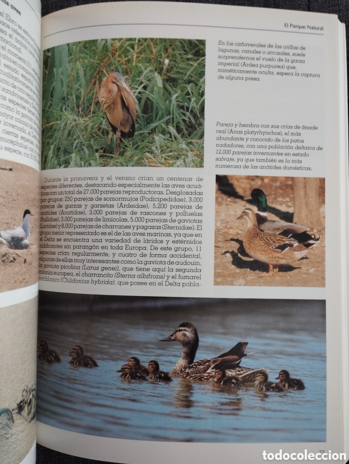 Libros de segunda mano: EL DELTA DEL EBRO Y SU PARQUE NATURAL (SENDAI EDICIONES) - Foto 11