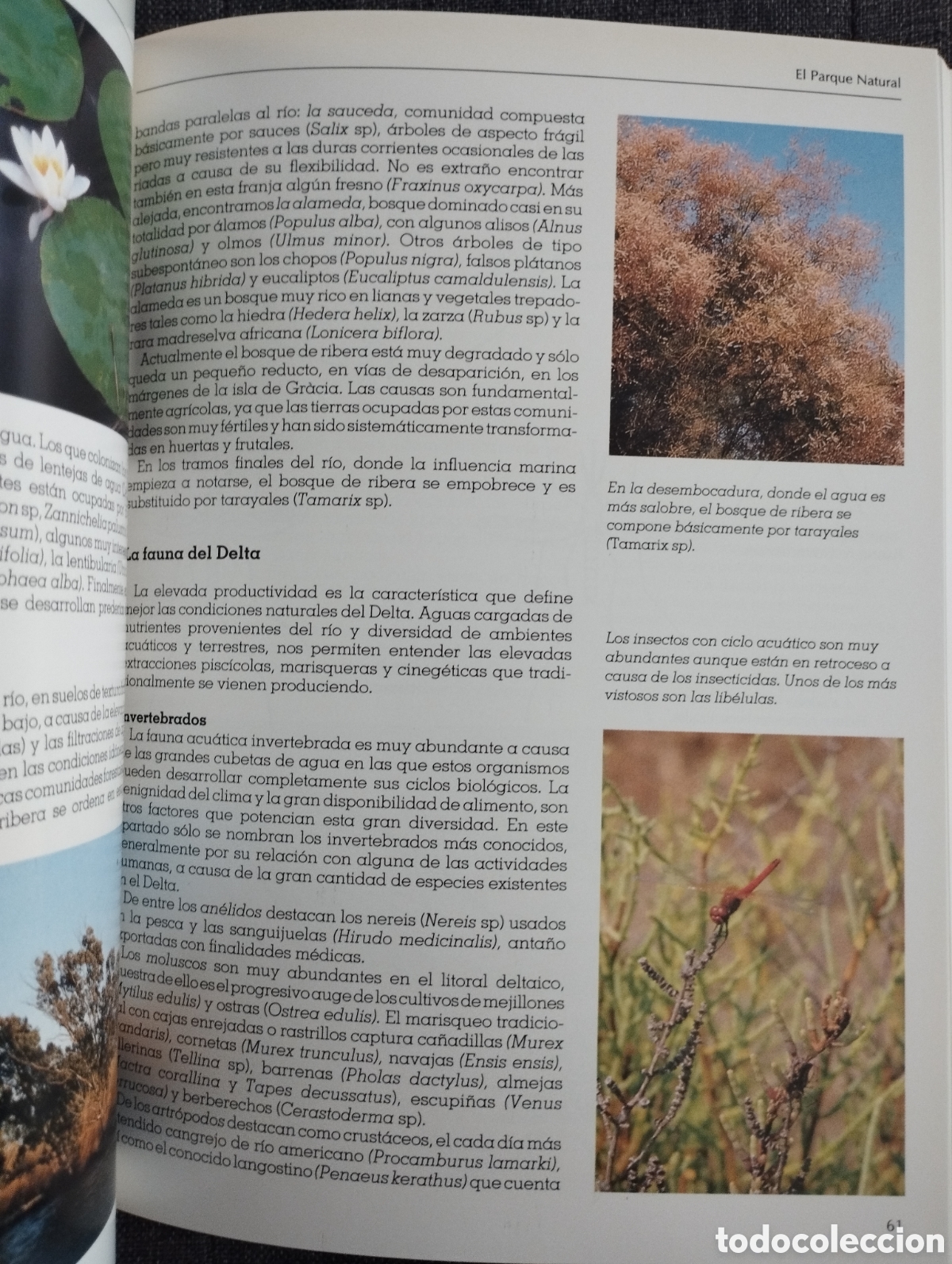 Libros de segunda mano: EL DELTA DEL EBRO Y SU PARQUE NATURAL (SENDAI EDICIONES) - Foto 12