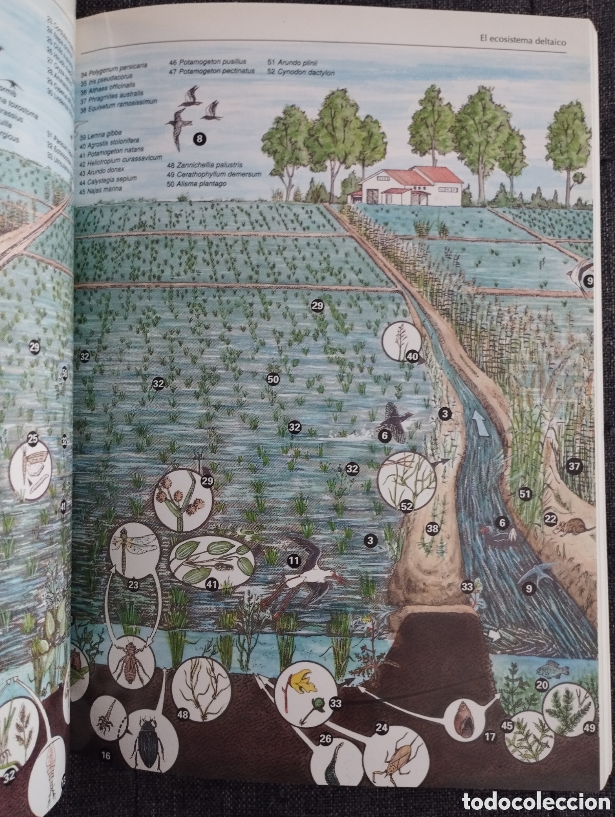 Libros de segunda mano: EL DELTA DEL EBRO Y SU PARQUE NATURAL (SENDAI EDICIONES) - Foto 14