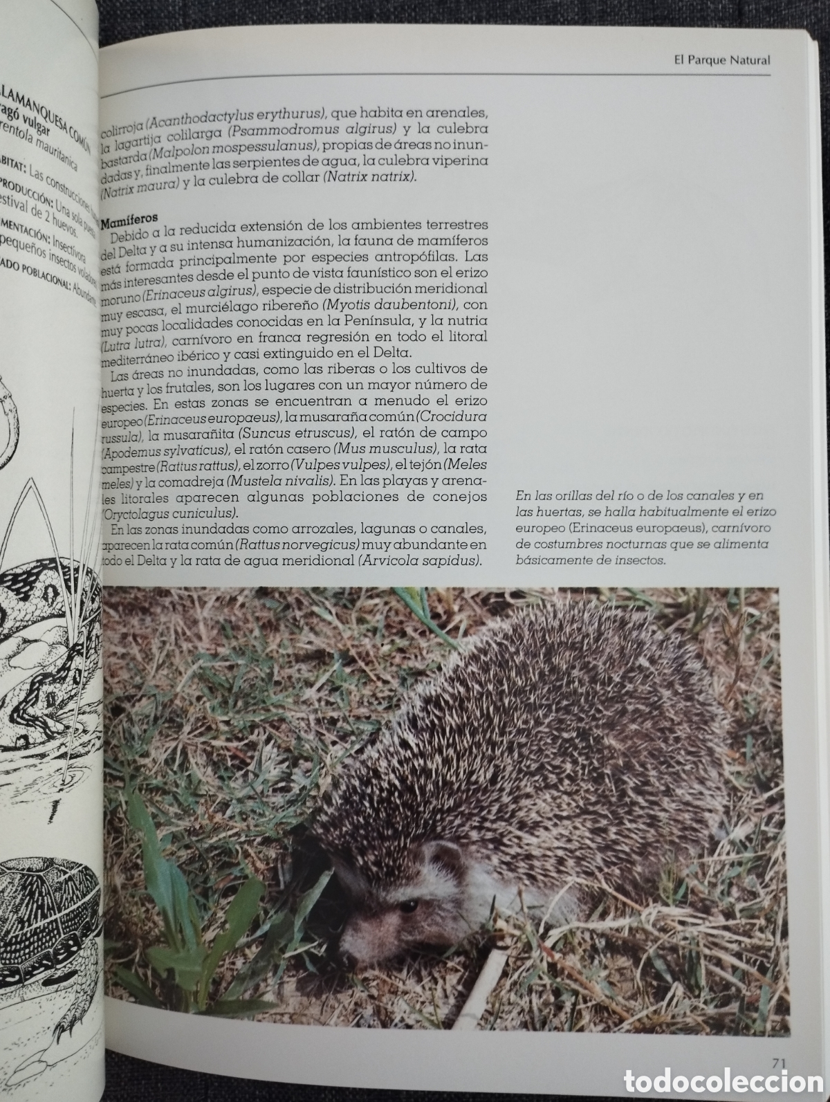Libros de segunda mano: EL DELTA DEL EBRO Y SU PARQUE NATURAL (SENDAI EDICIONES) - Foto 15
