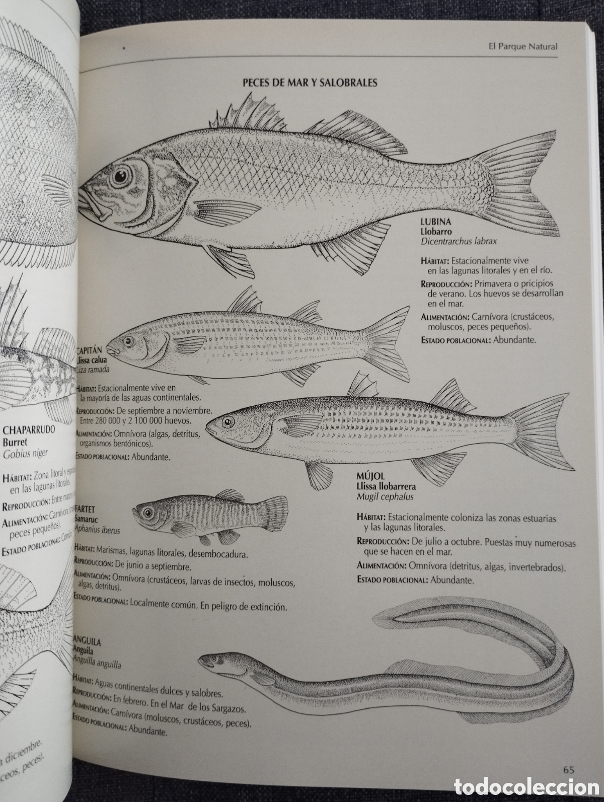 Libros de segunda mano: EL DELTA DEL EBRO Y SU PARQUE NATURAL (SENDAI EDICIONES) - Foto 16