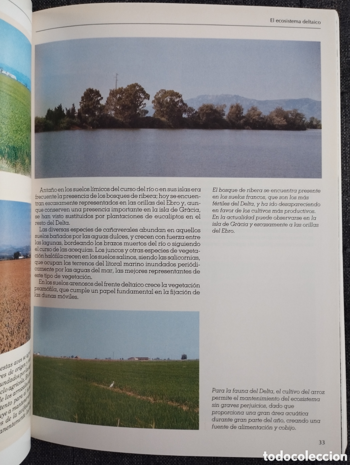 Libros de segunda mano: EL DELTA DEL EBRO Y SU PARQUE NATURAL (SENDAI EDICIONES) - Foto 18