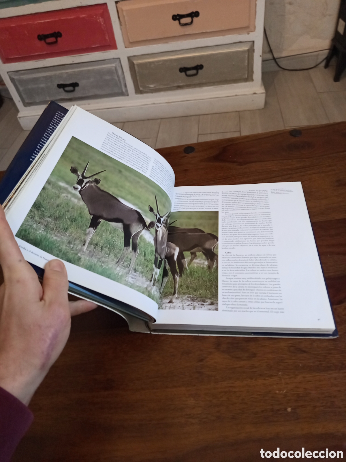Libros de segunda mano: Tras la vida salvaje - Foto 2