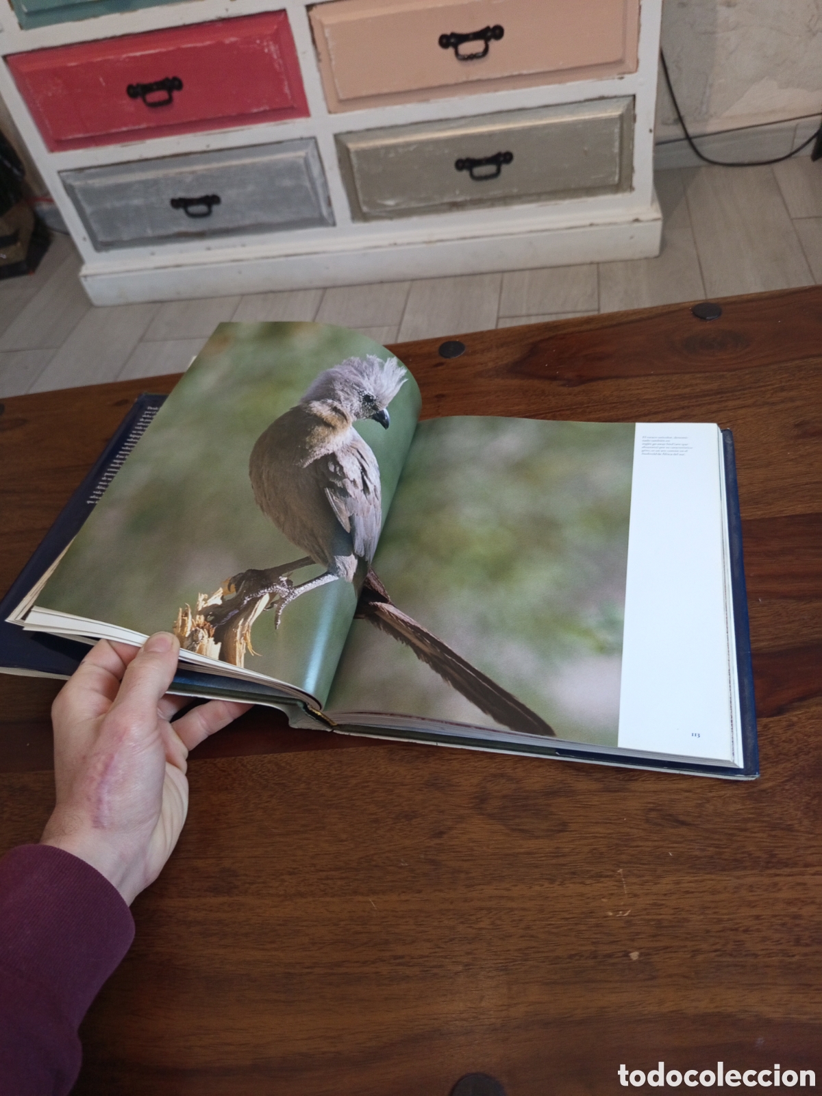 Libros de segunda mano: Tras la vida salvaje - Foto 3