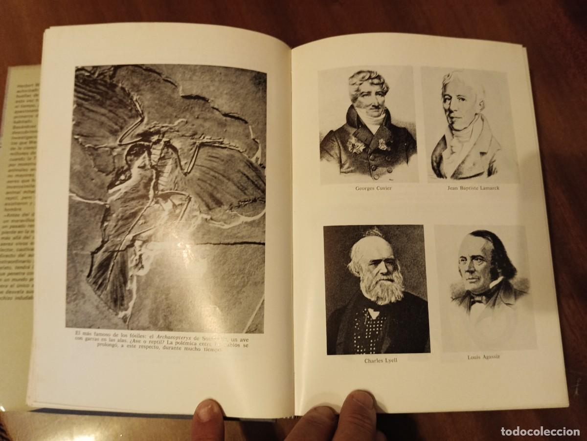 Libros de segunda mano: ANTES DEL DILUVIO .- HERBERT WENDT. - Foto 4